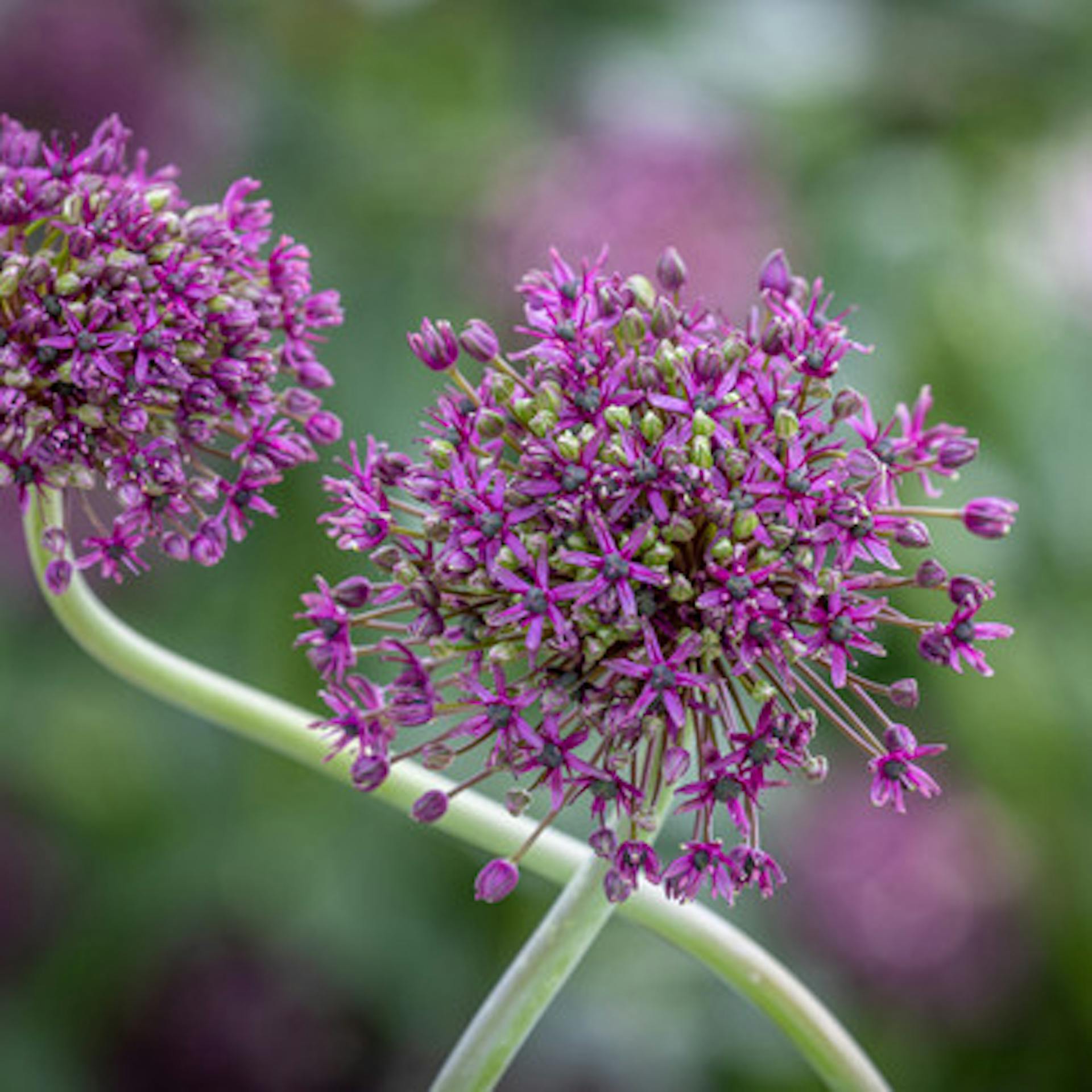 Allium schubertii 'Magic'