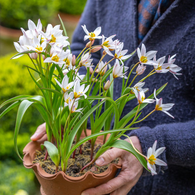 Tulip cretica 'Hilde'