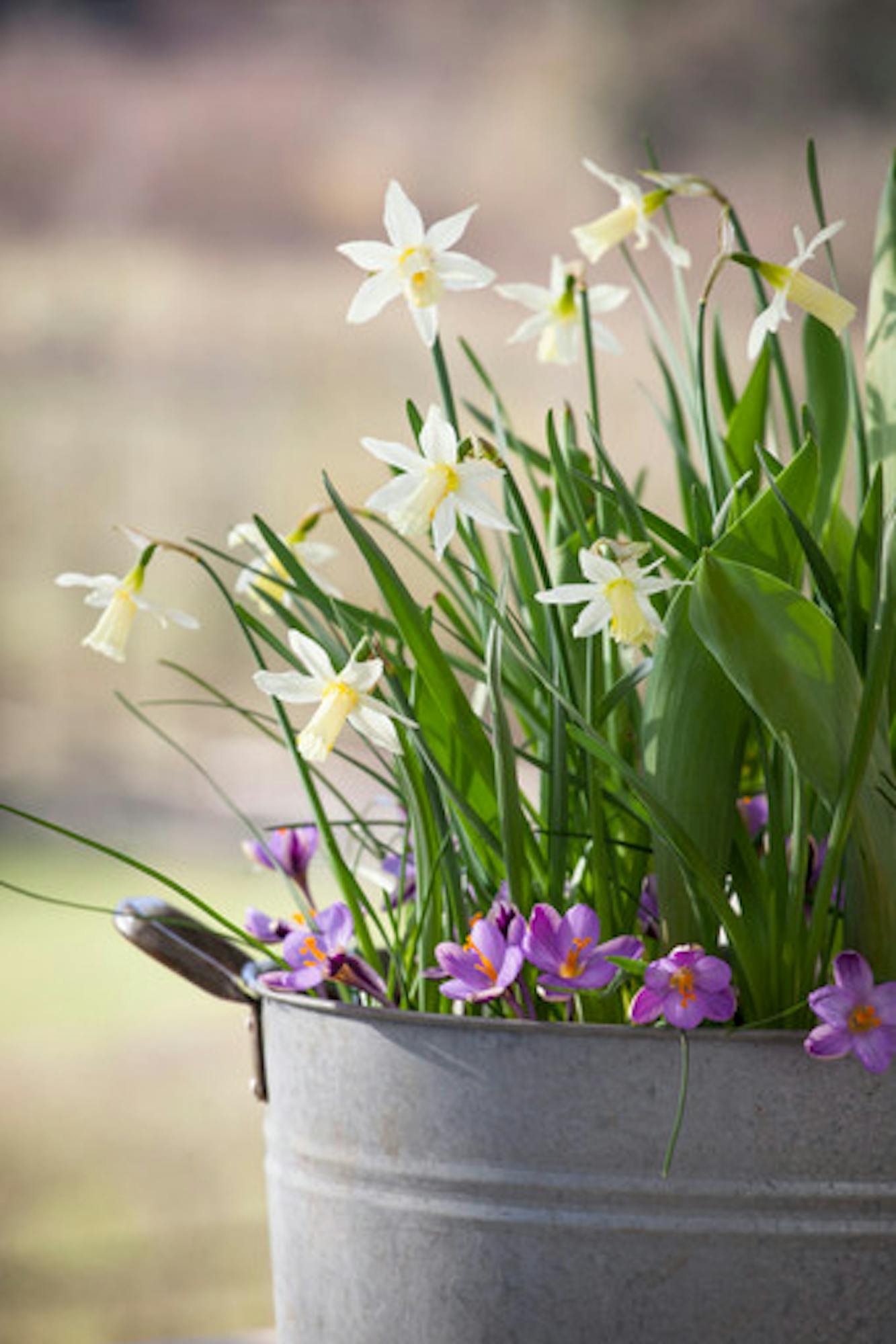 Narcissus 'Elka'