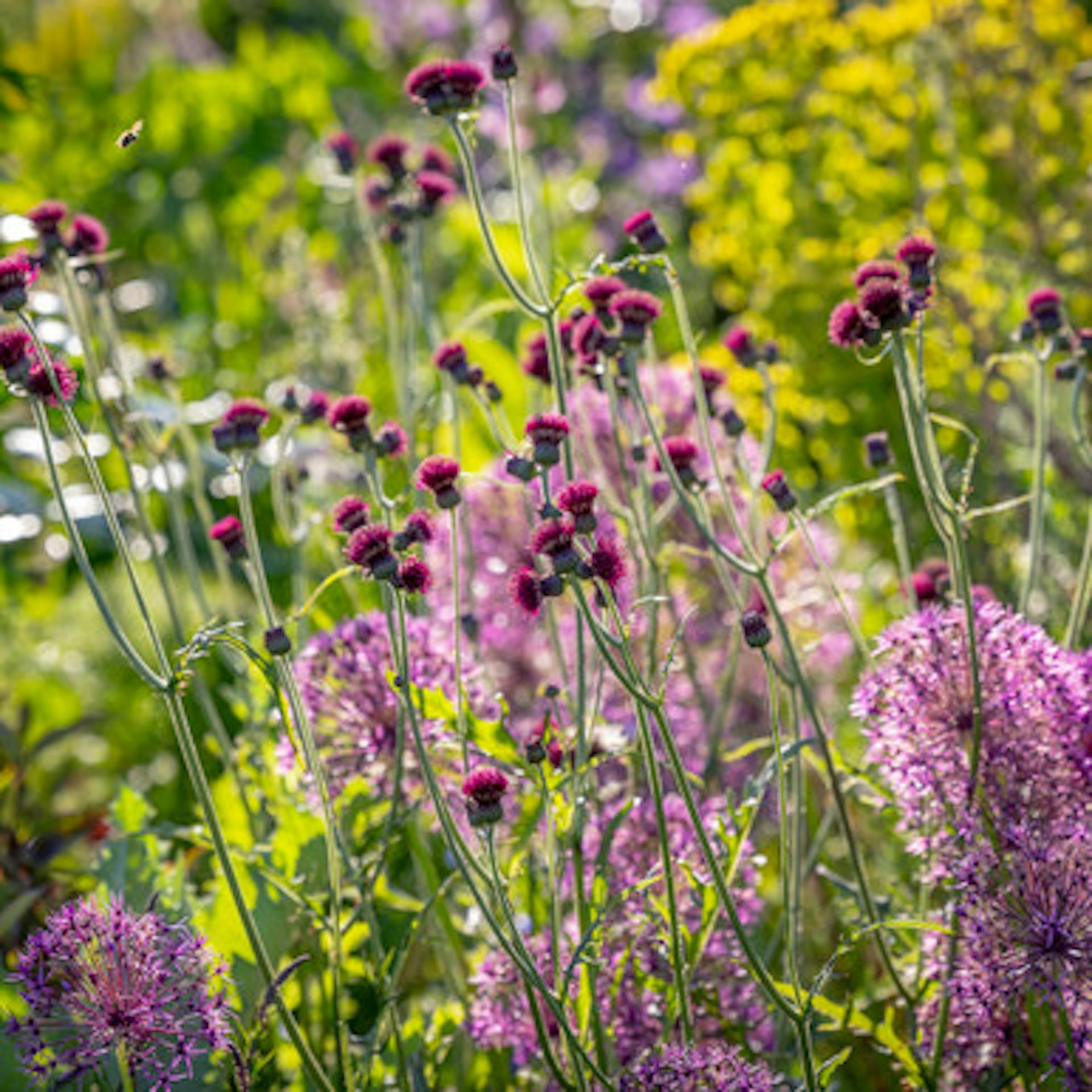 Sparklers and Rockets Summer Border Combination