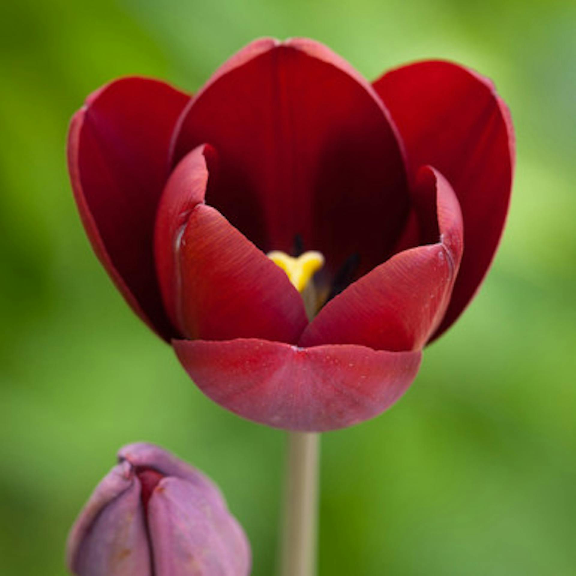 Tulip 'Dom Pedro'