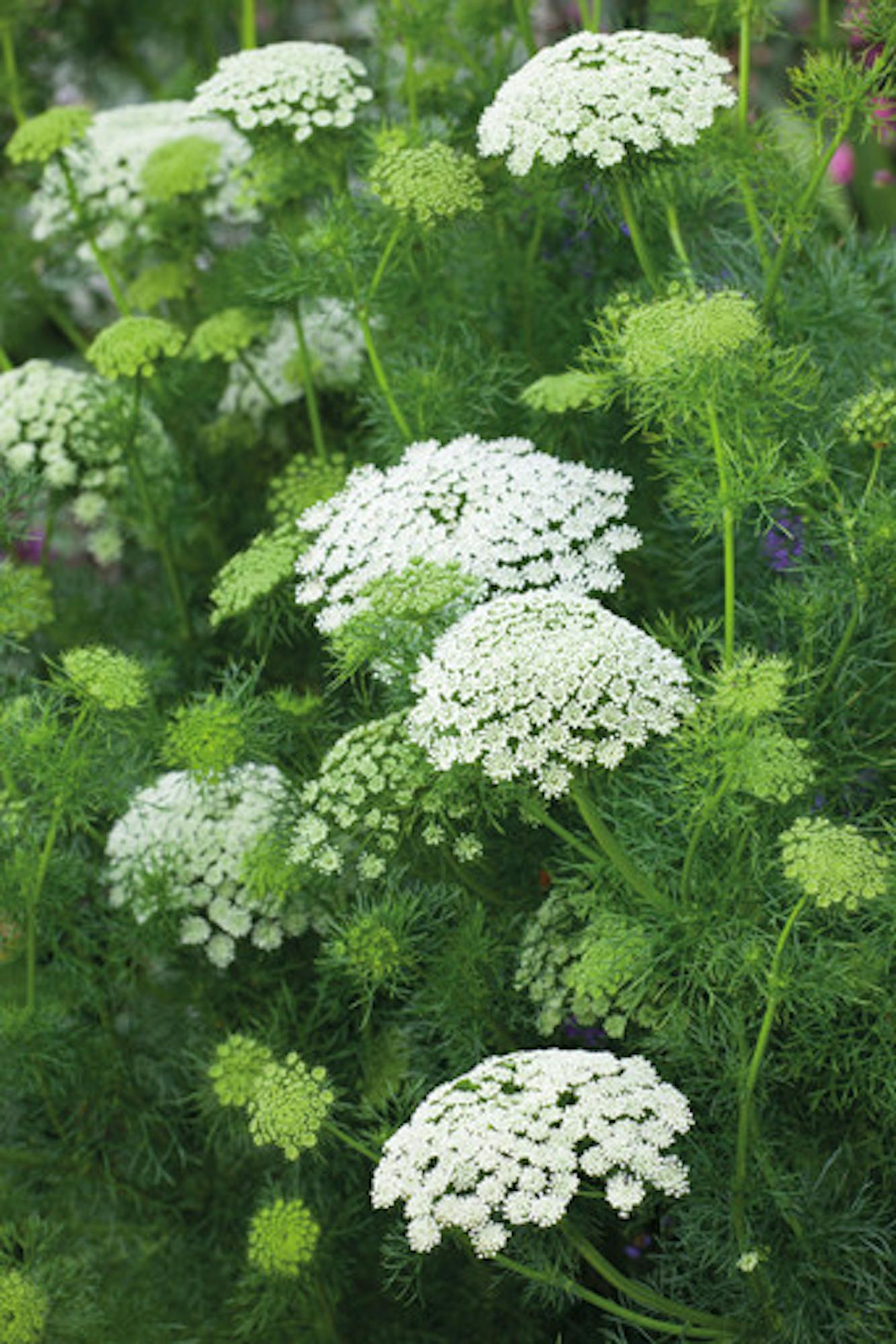 Ammi visnaga