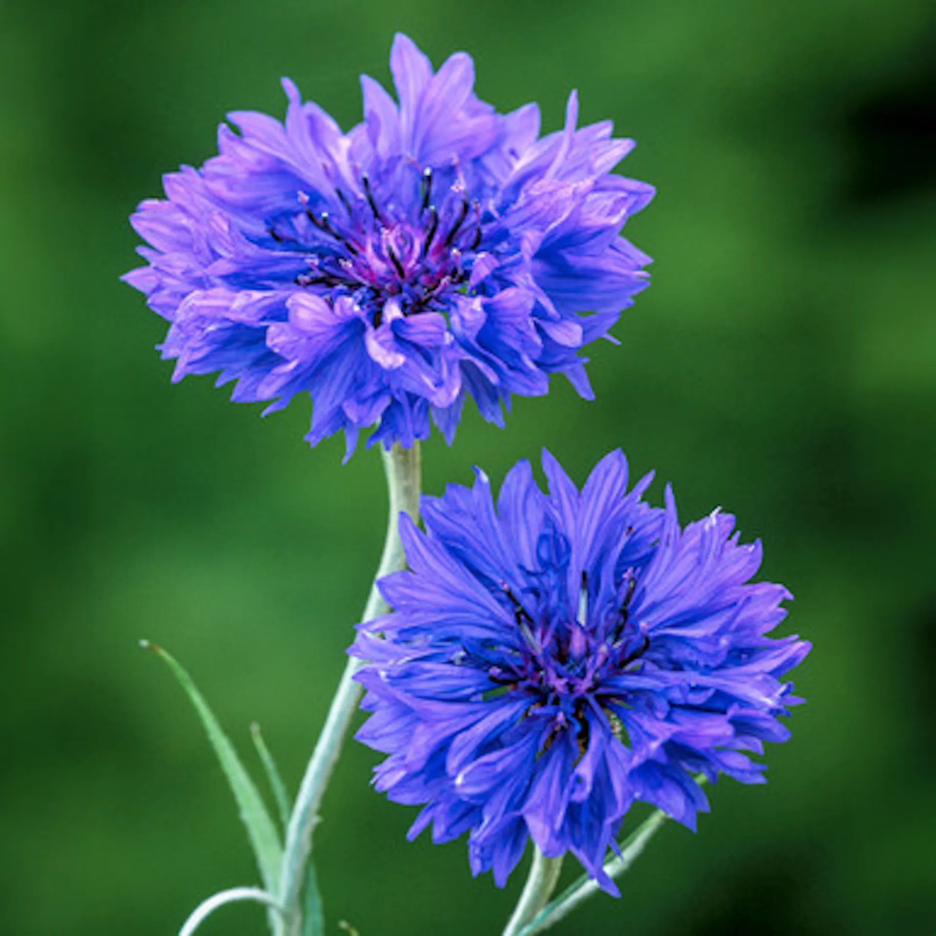 Centaurea cyanus 'Blue Boy'