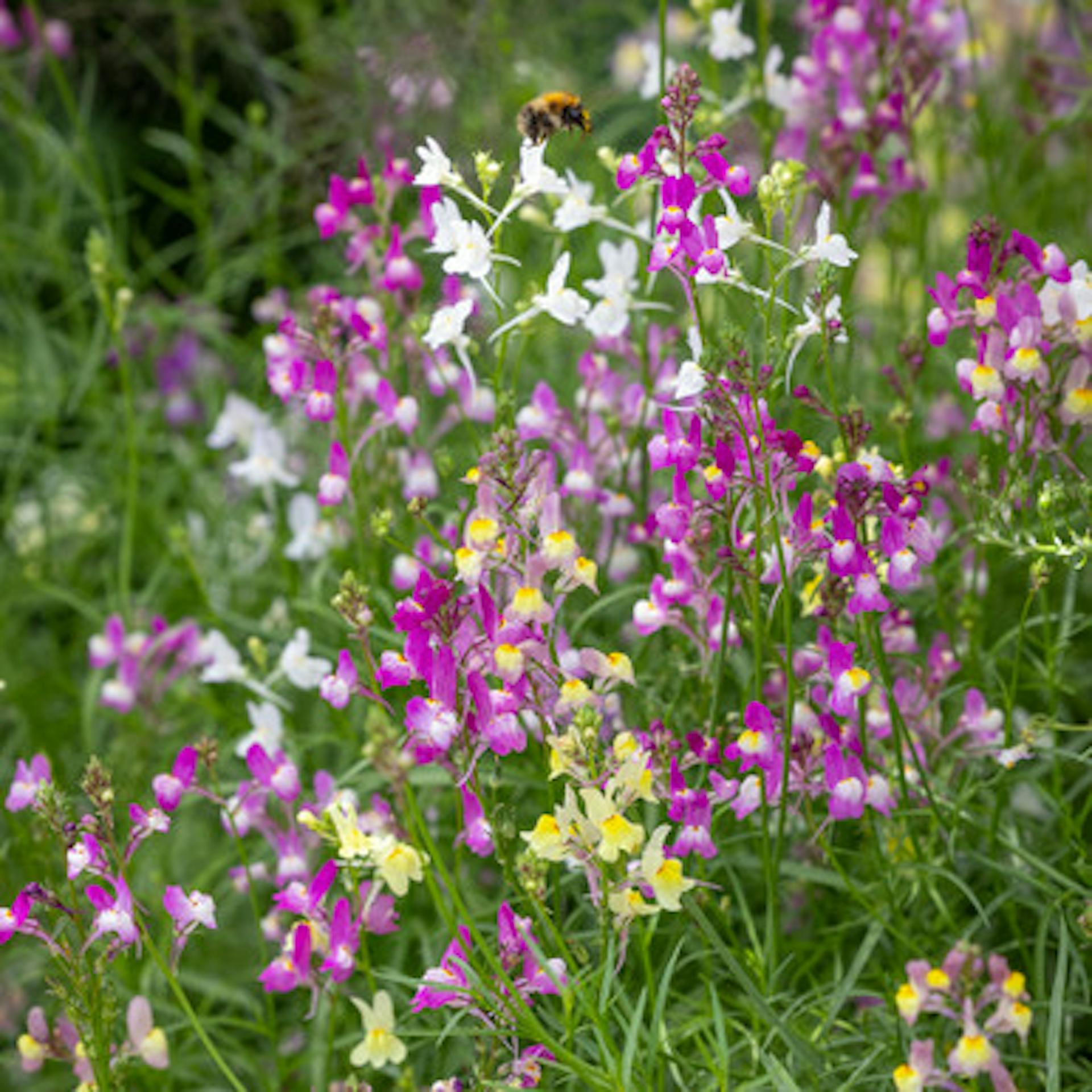 Linaria maroccana 'Sweeties'