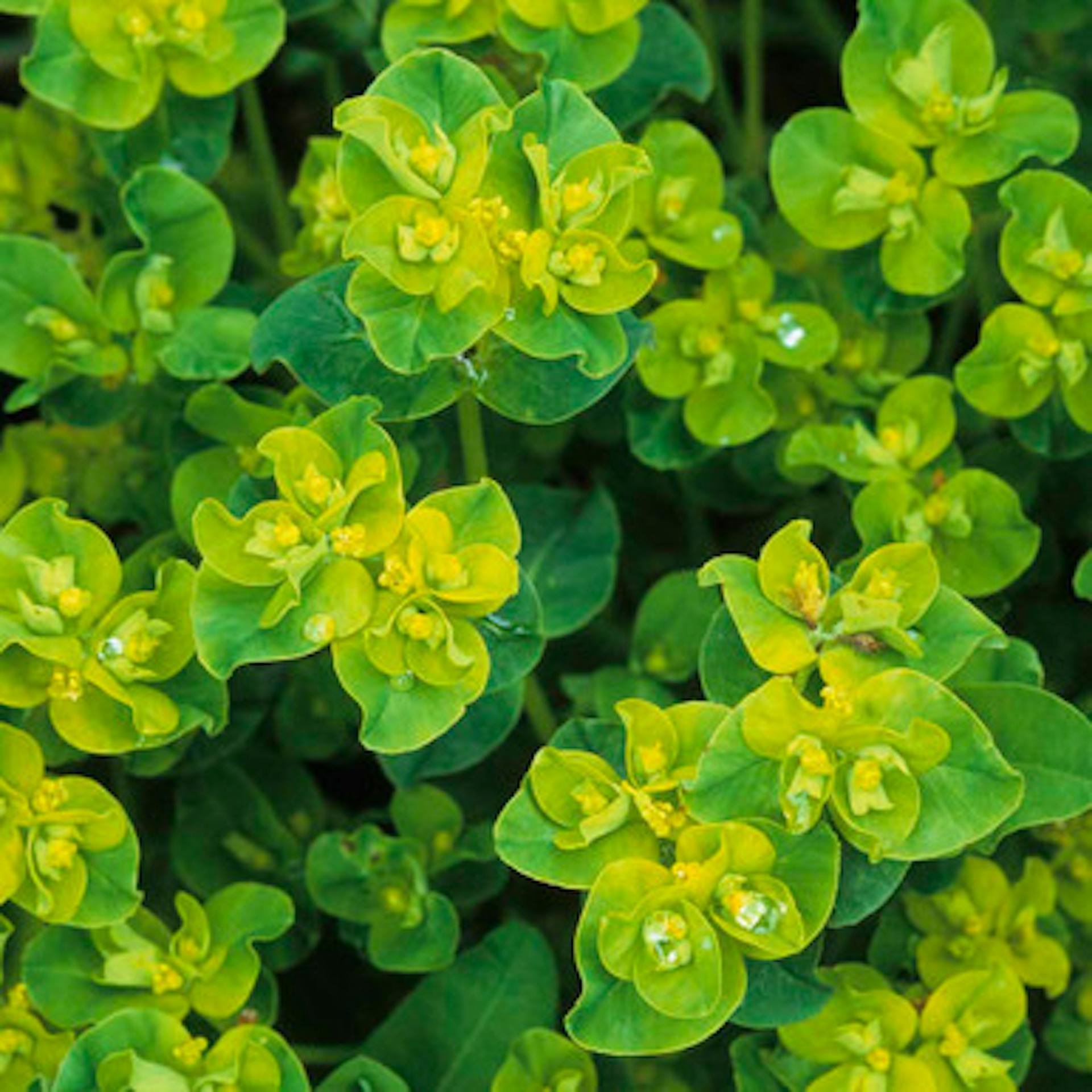 Euphorbia oblongata