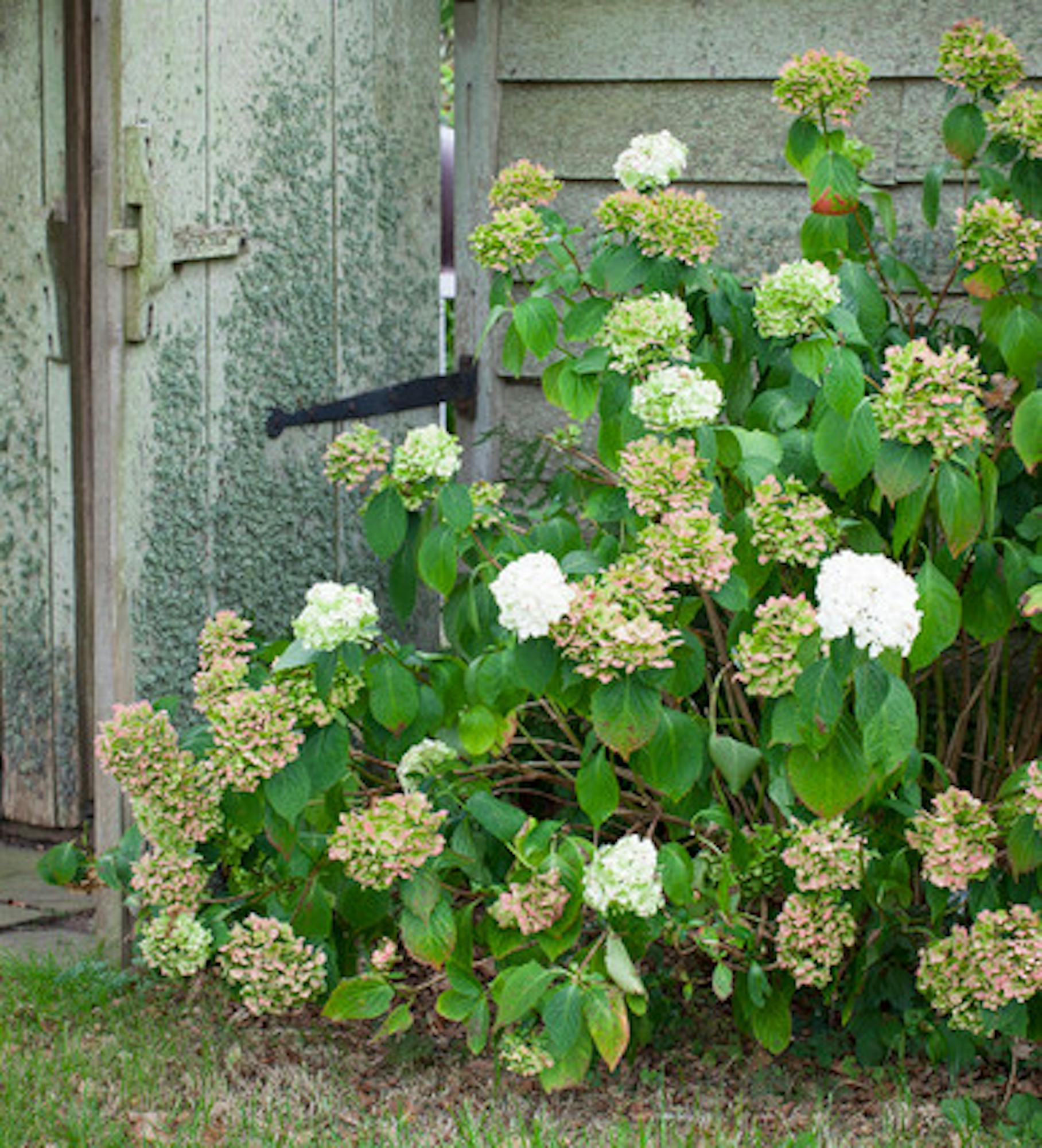 Hydrangea macrophylla 'Madame Emile Mouillère'