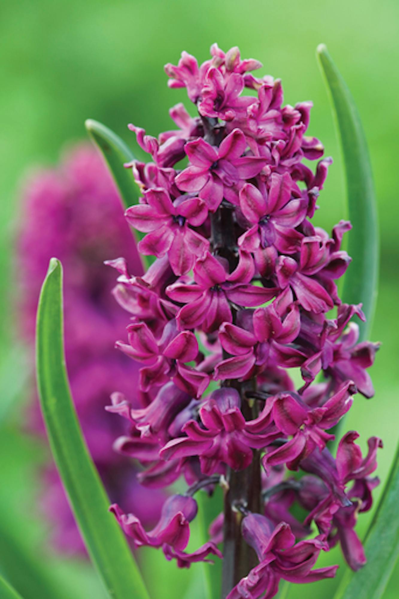 Classic Hyacinth Collection