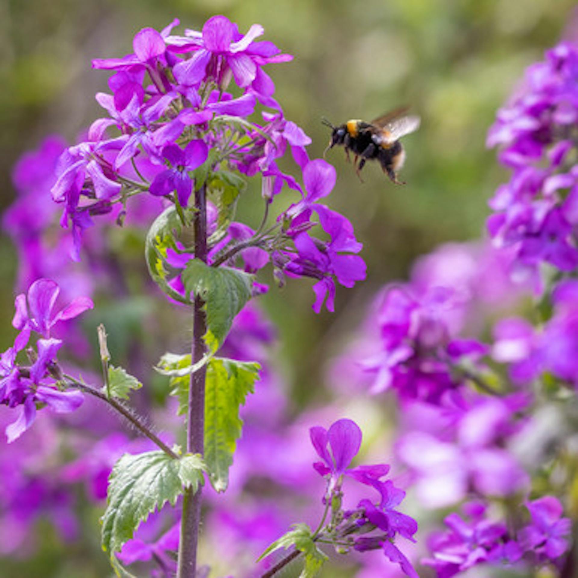 Lunaria annua