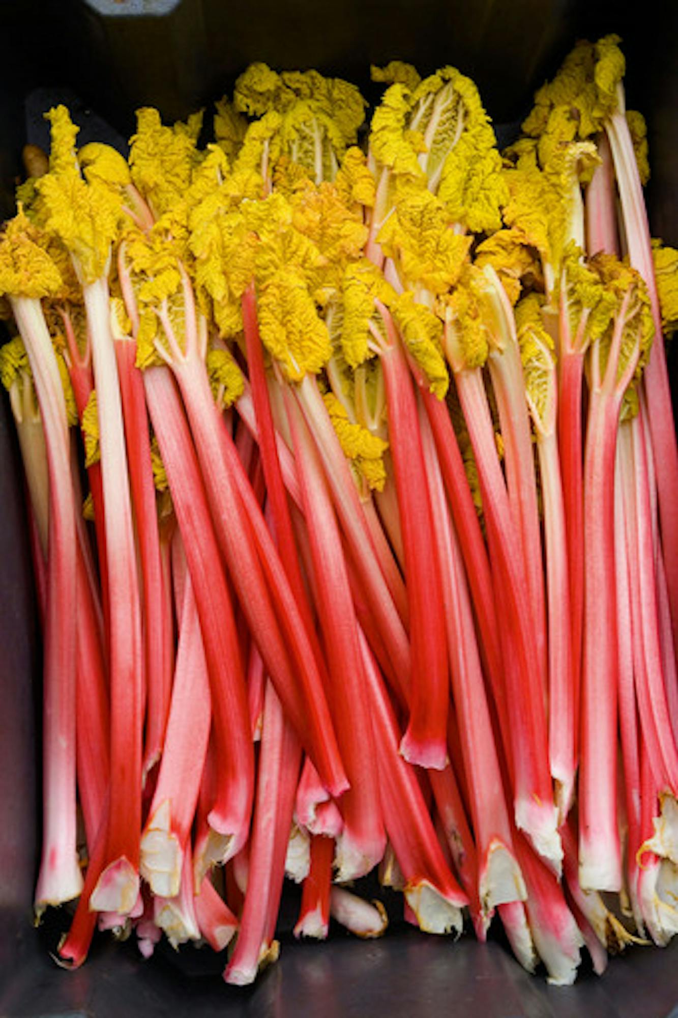 Rhubarb Collection 