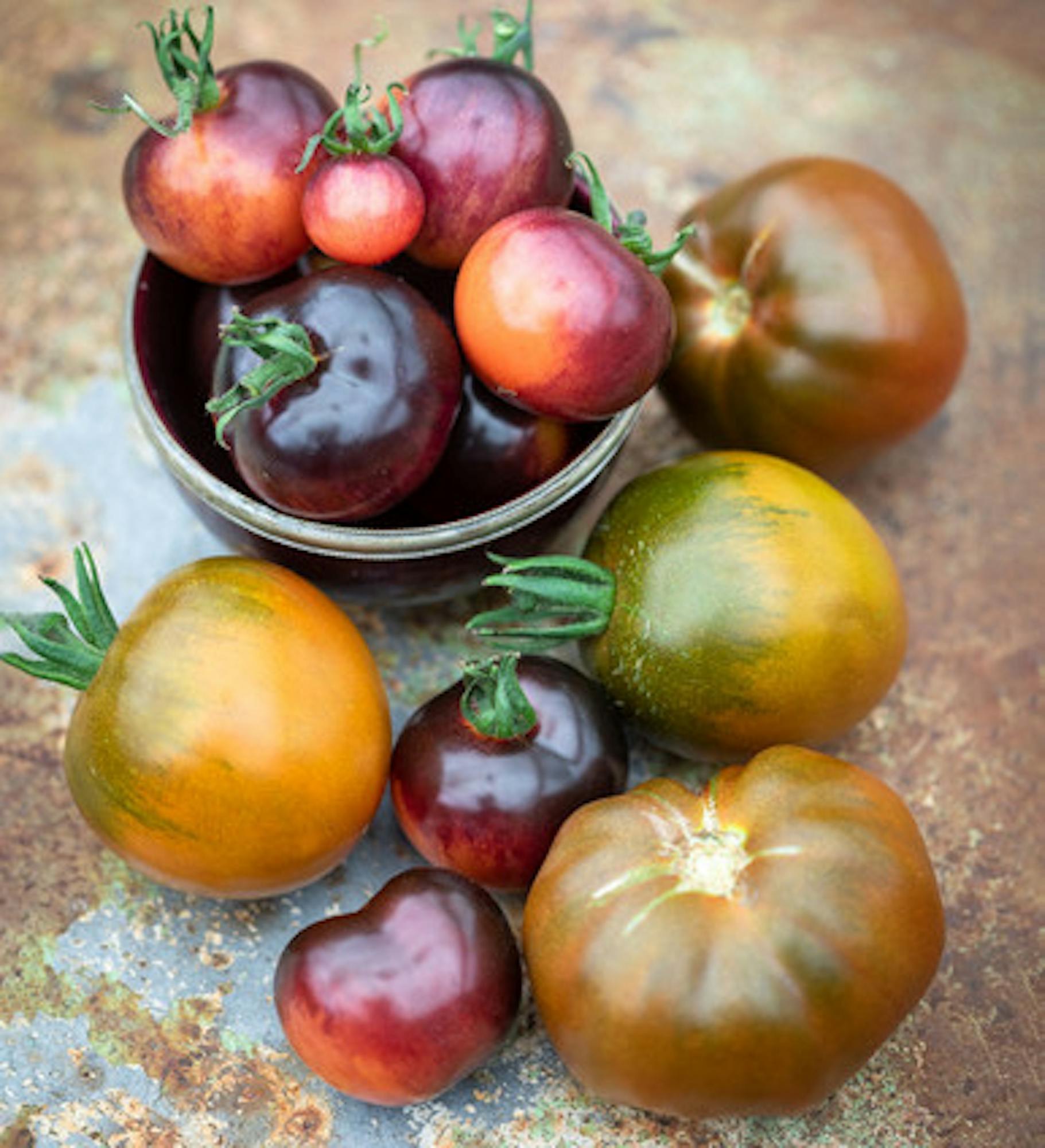 Tomato 'Indigo Rose' and 'Black Russian' Collection