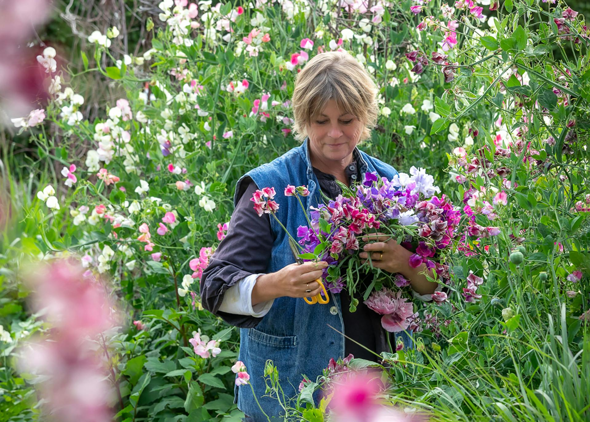 are sweet peas flower safe for dogs