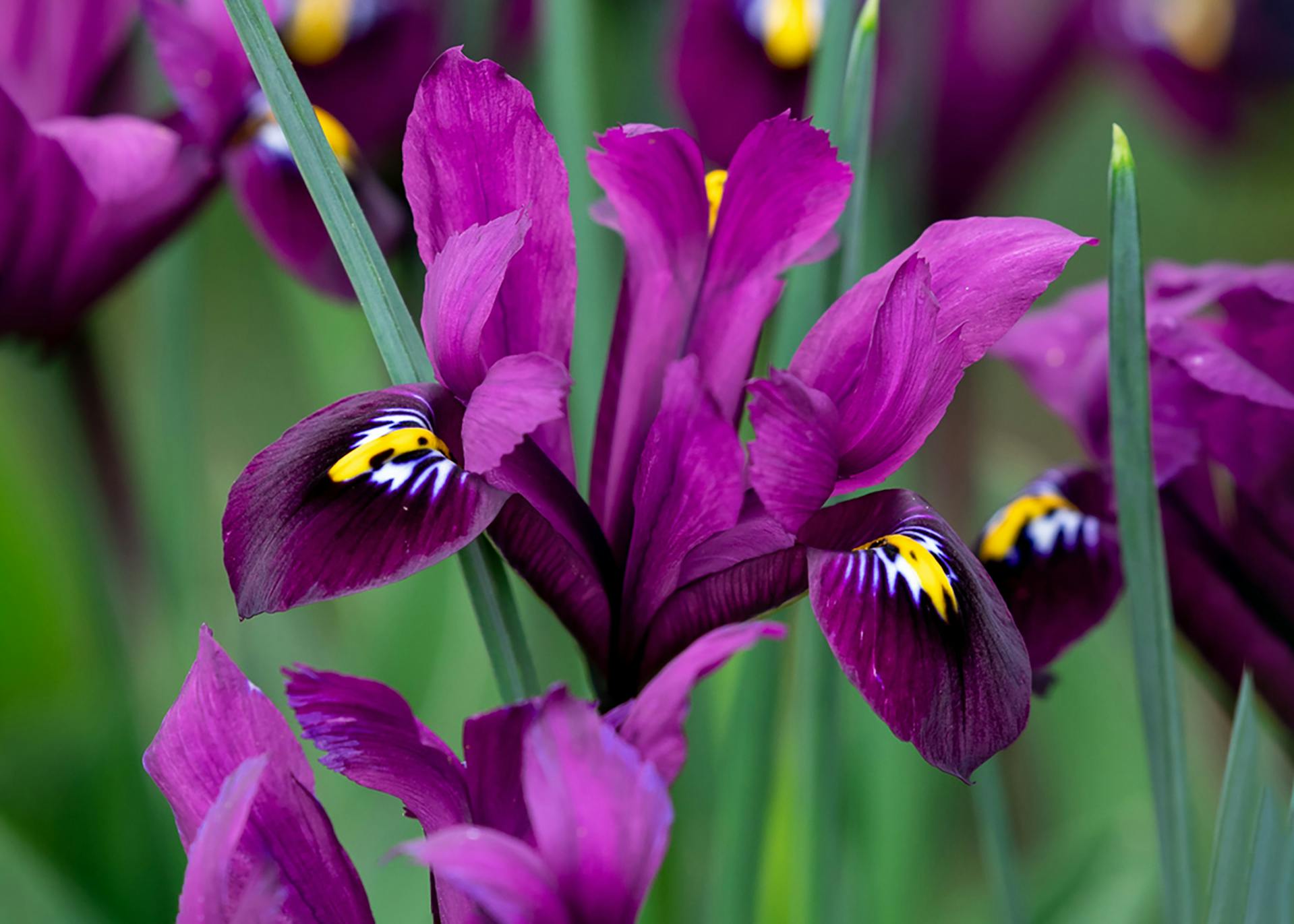 How to Grow and Care for Iris Reticulata