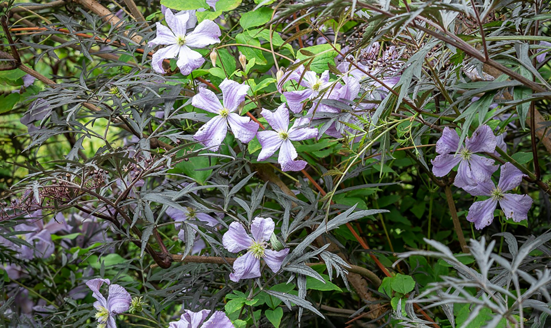 How To Plant Grow Care For Clematis Sarah Raven