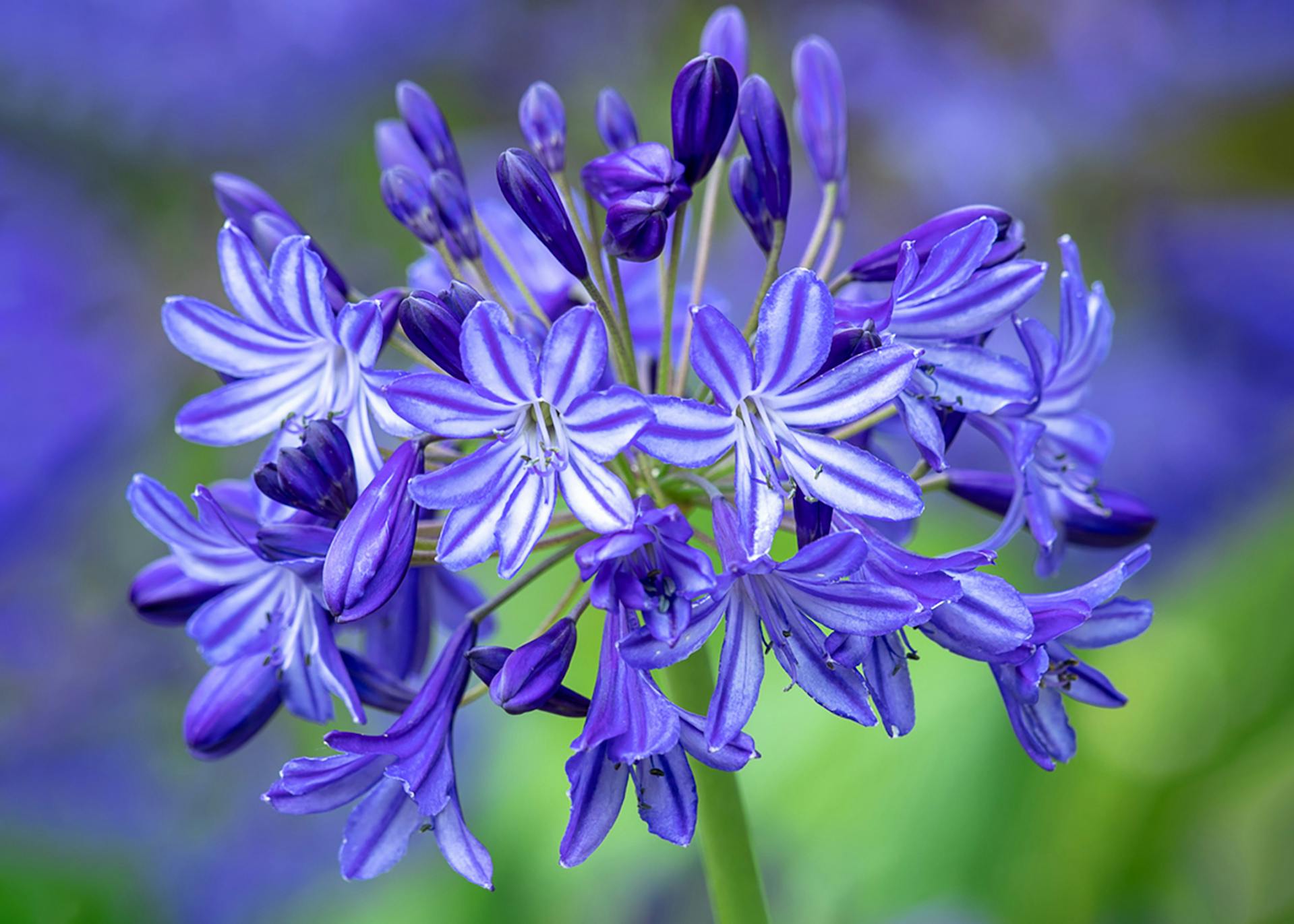 How To Plant Grow Agapanthus African Lily Sarah Raven