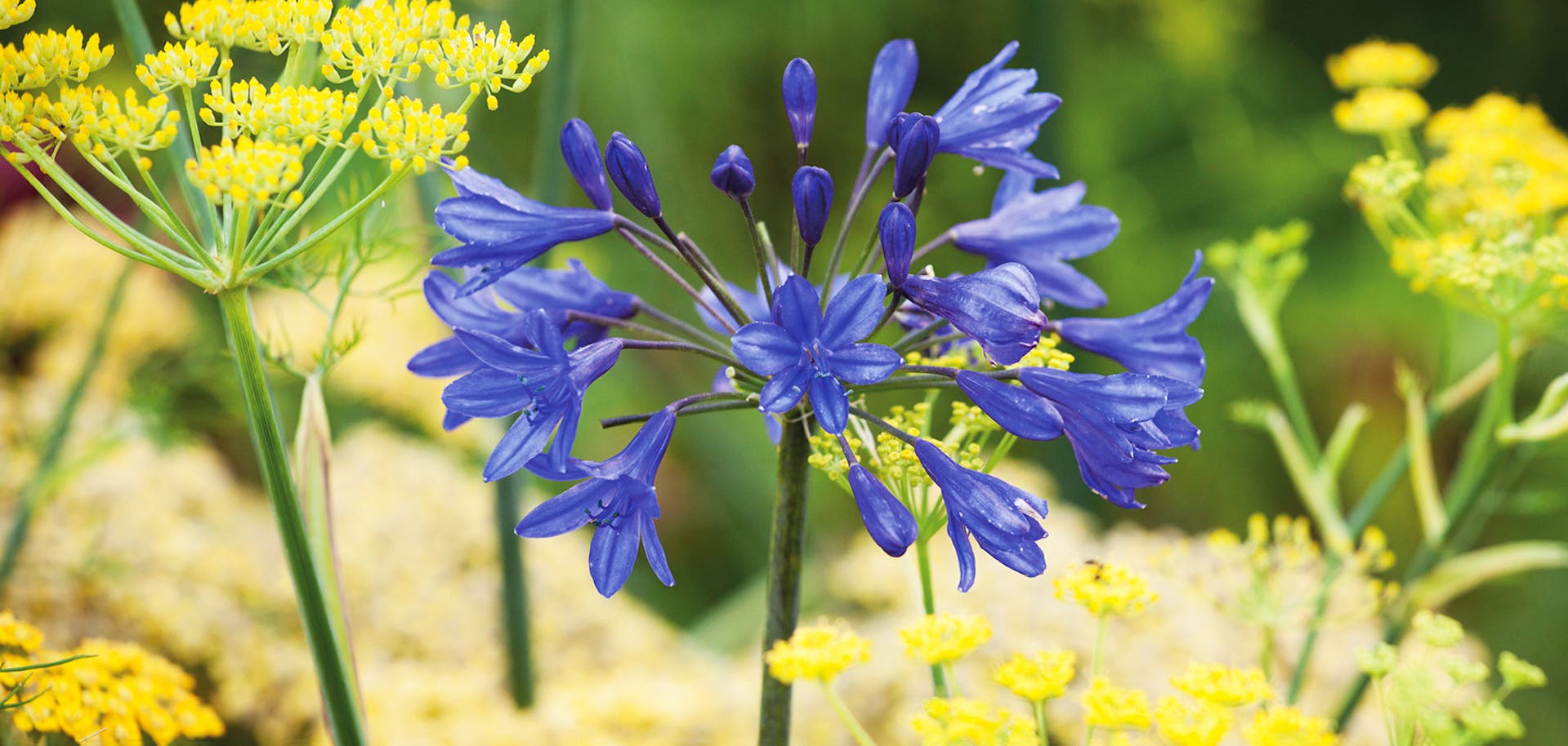 How To Plant Grow Agapanthus African Lily Sarah Raven