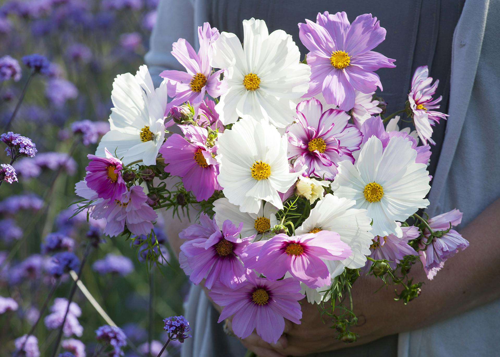 How to Plant, Grow & Care for Cosmos | Sarah Raven