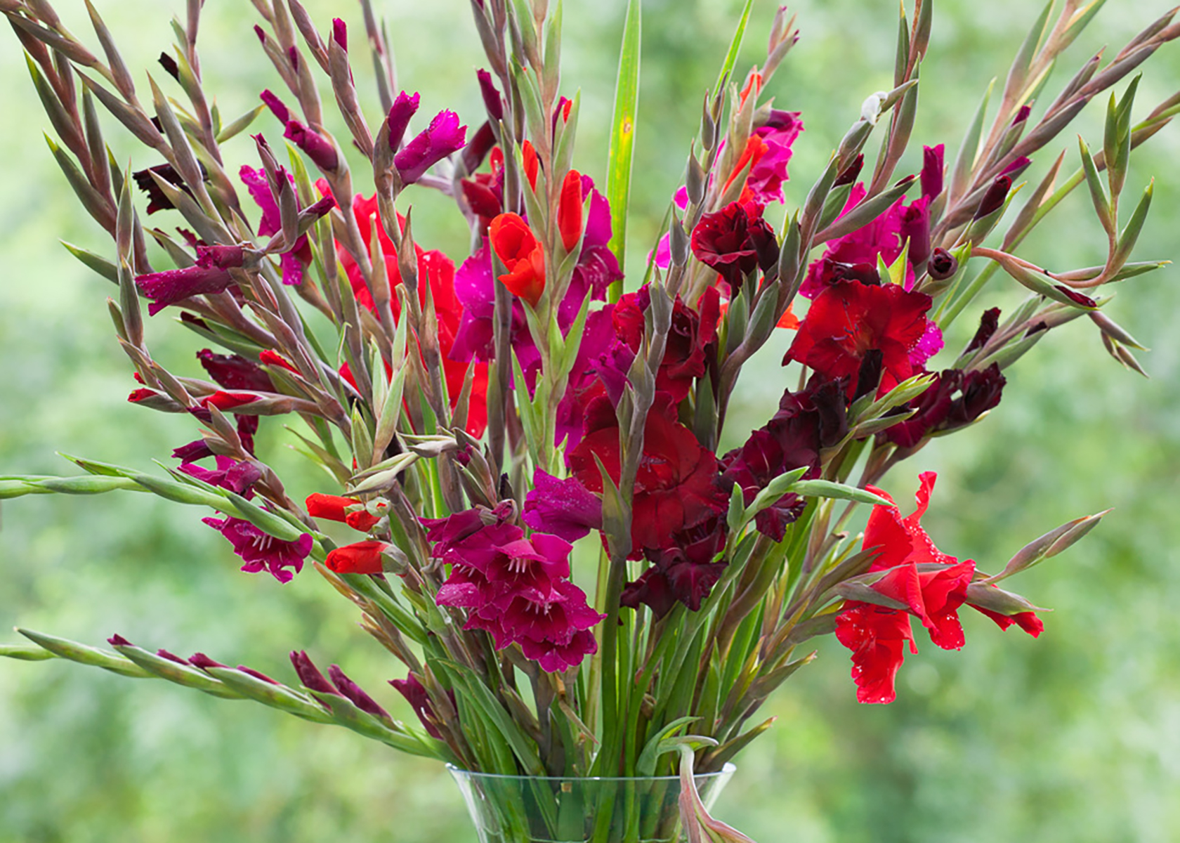 How To Plant, Grow & Care For Gladioli - Sarah Raven