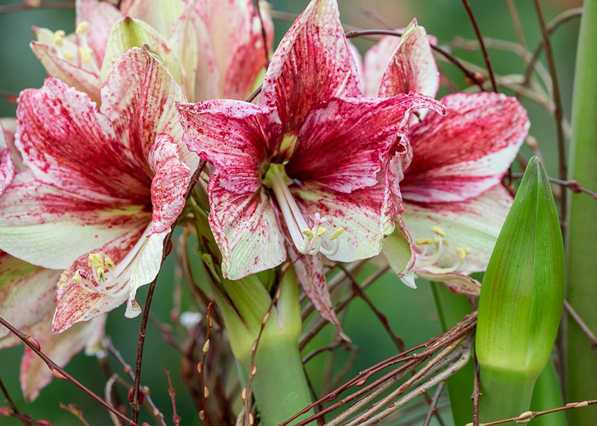 How to Plant, Grow & Care for Amaryllis | Sarah Raven