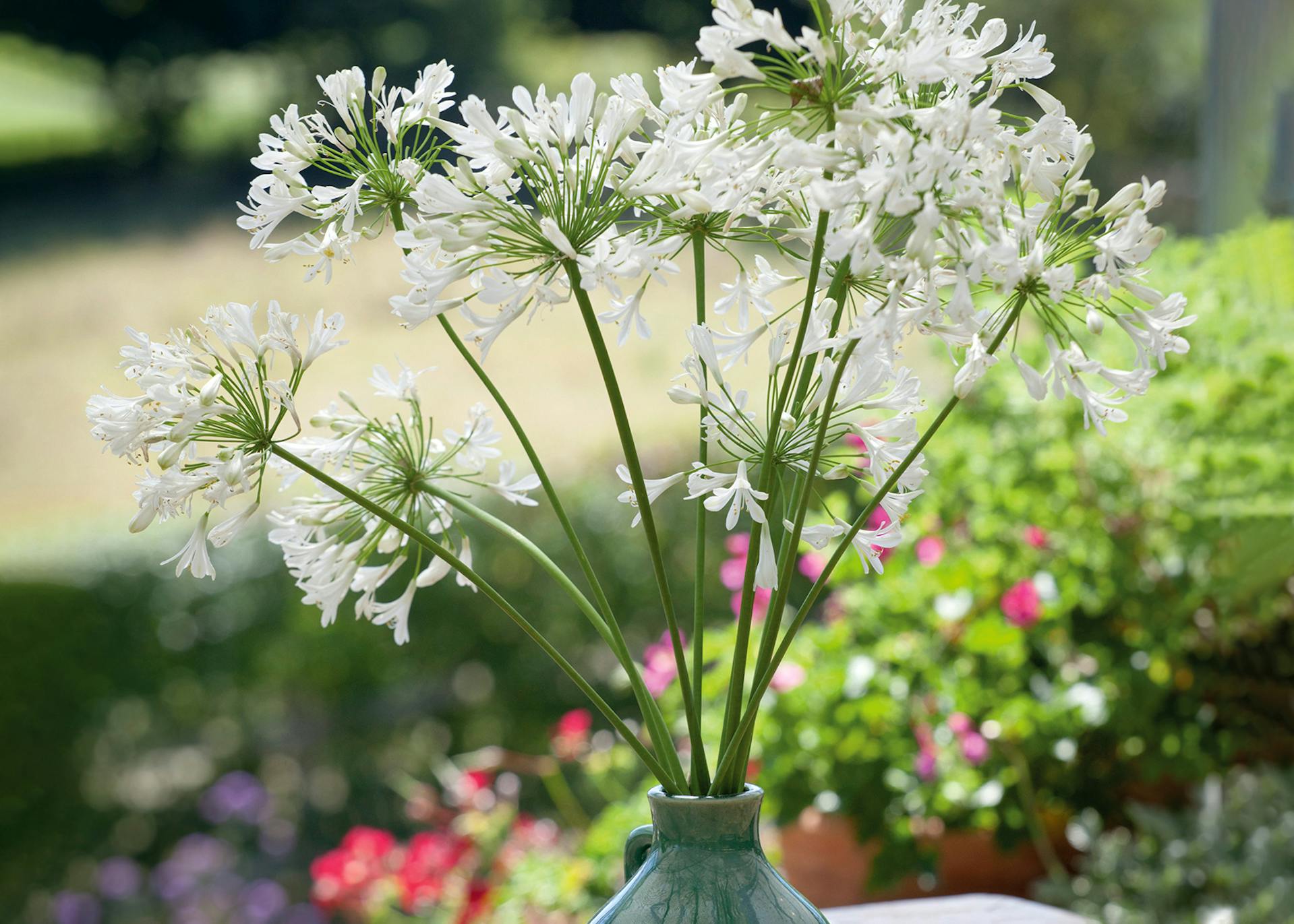 How To Plant Grow Agapanthus African Lily Sarah Raven