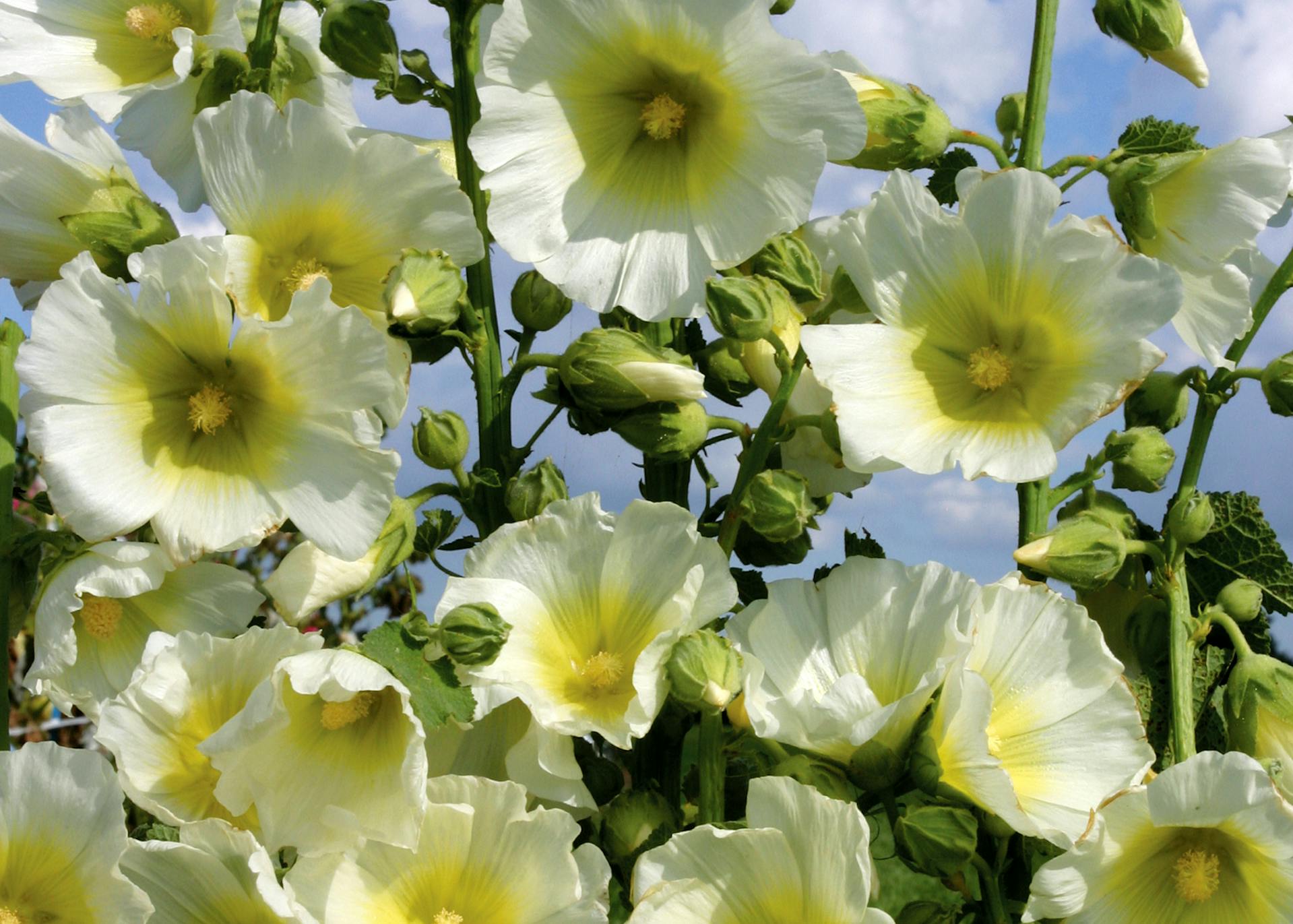 NM - Hollyhocks Dwarf Mix (Alcea rosea majorette)