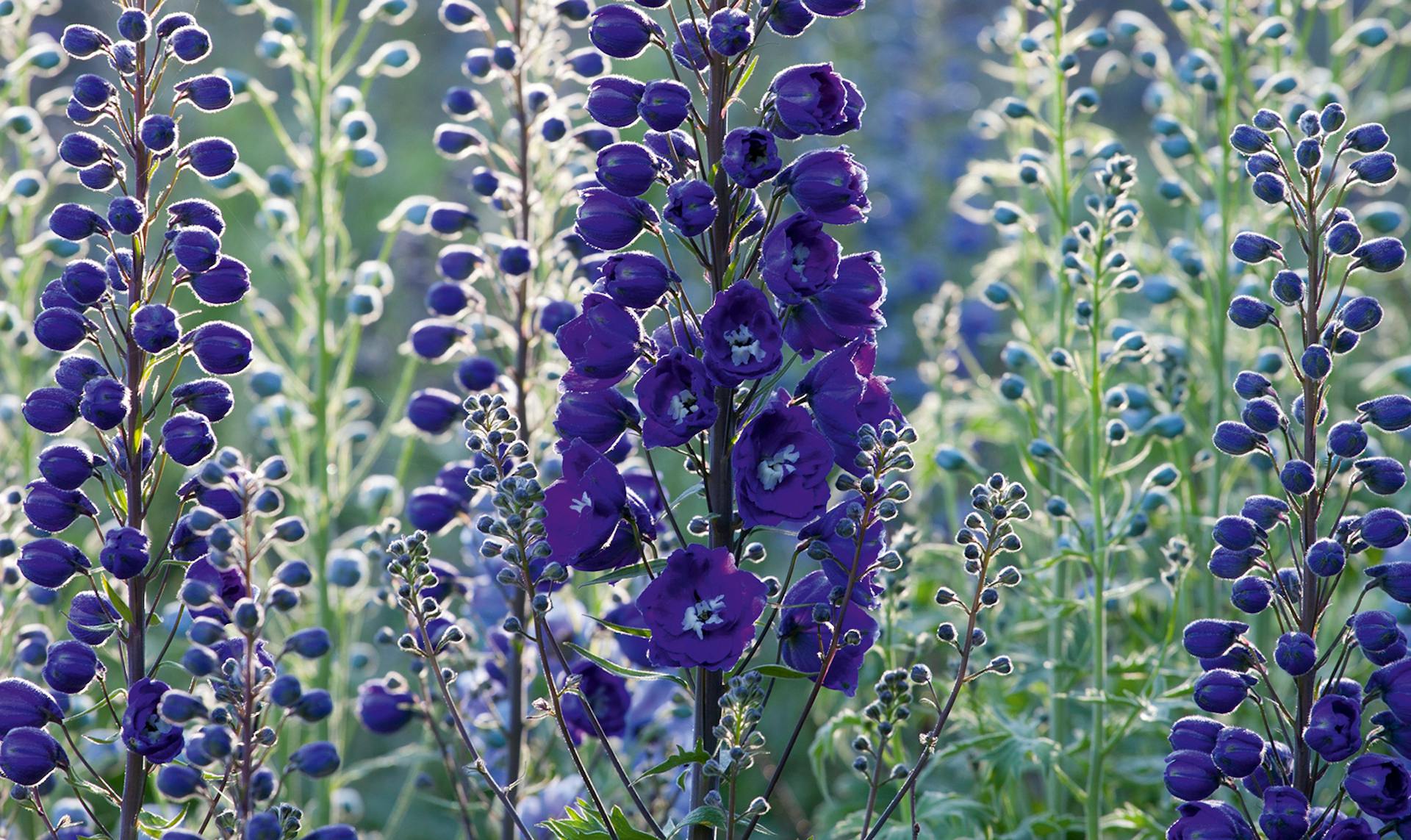 Purple Larkspur - Delphinium - Dried Flowers Forever - DIY