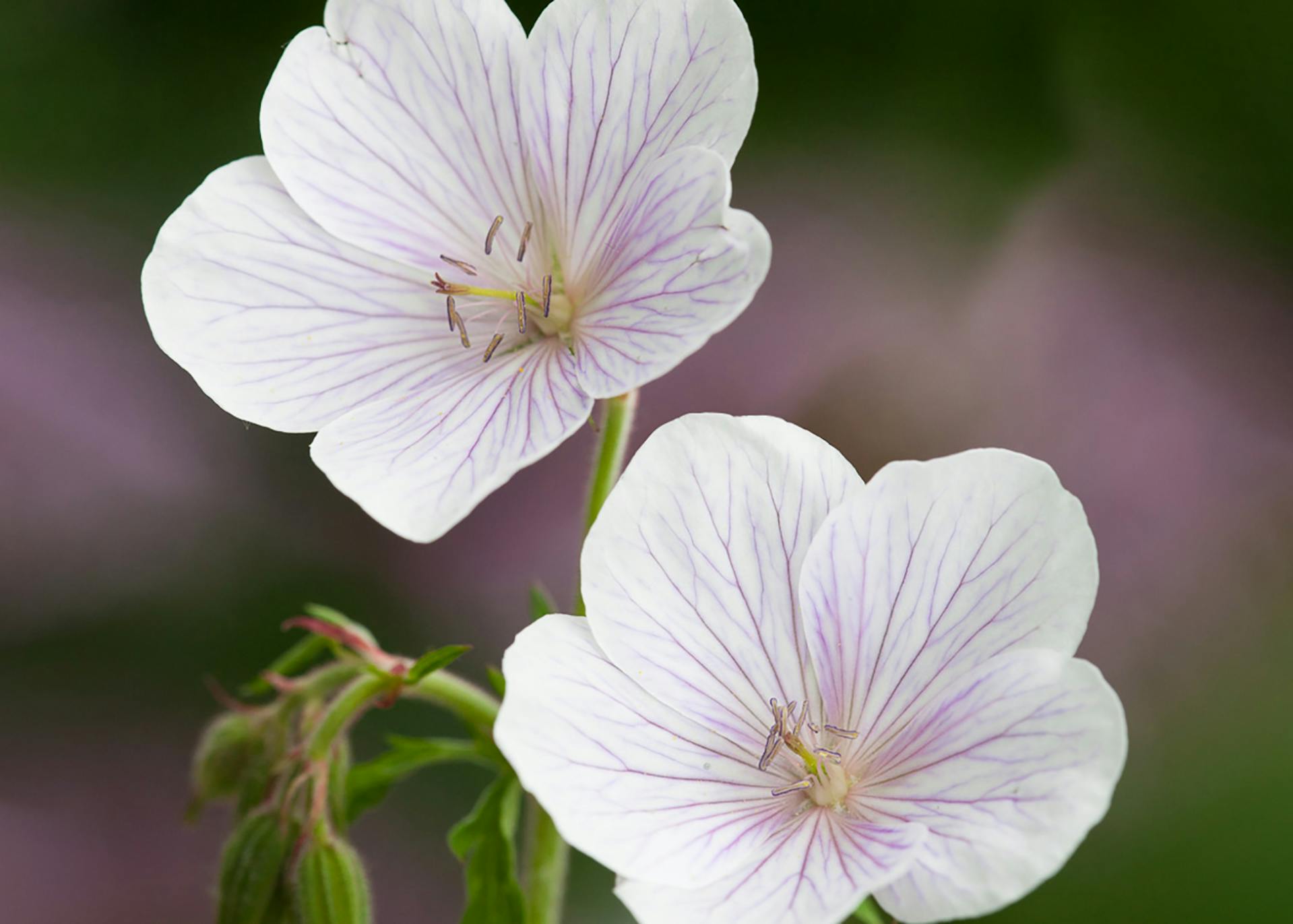 Reach Out White Geranium - Flowers And Bulbs