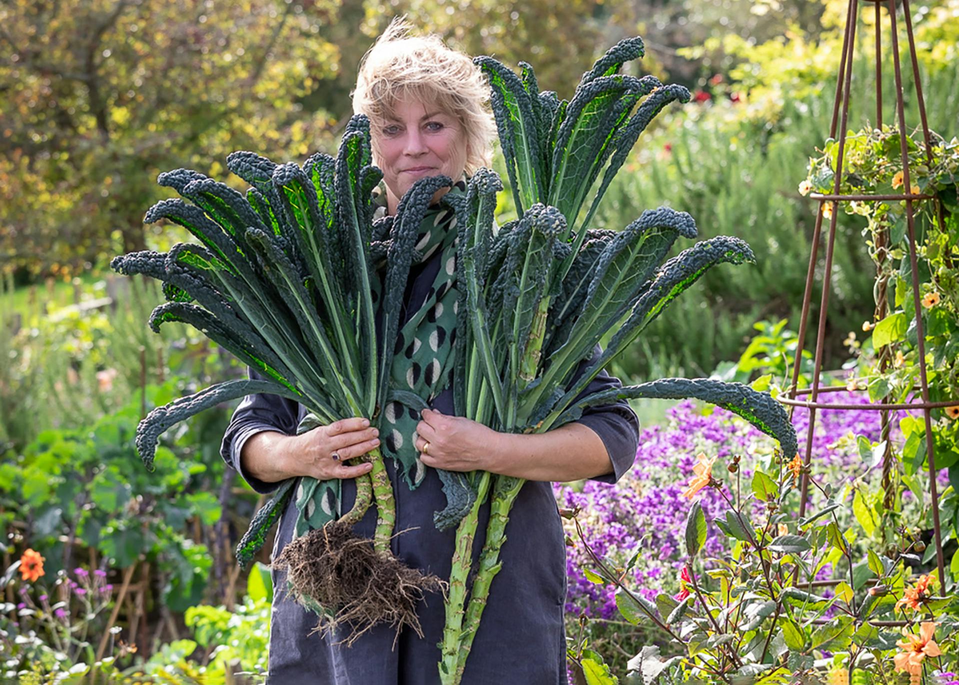 tall kale plant