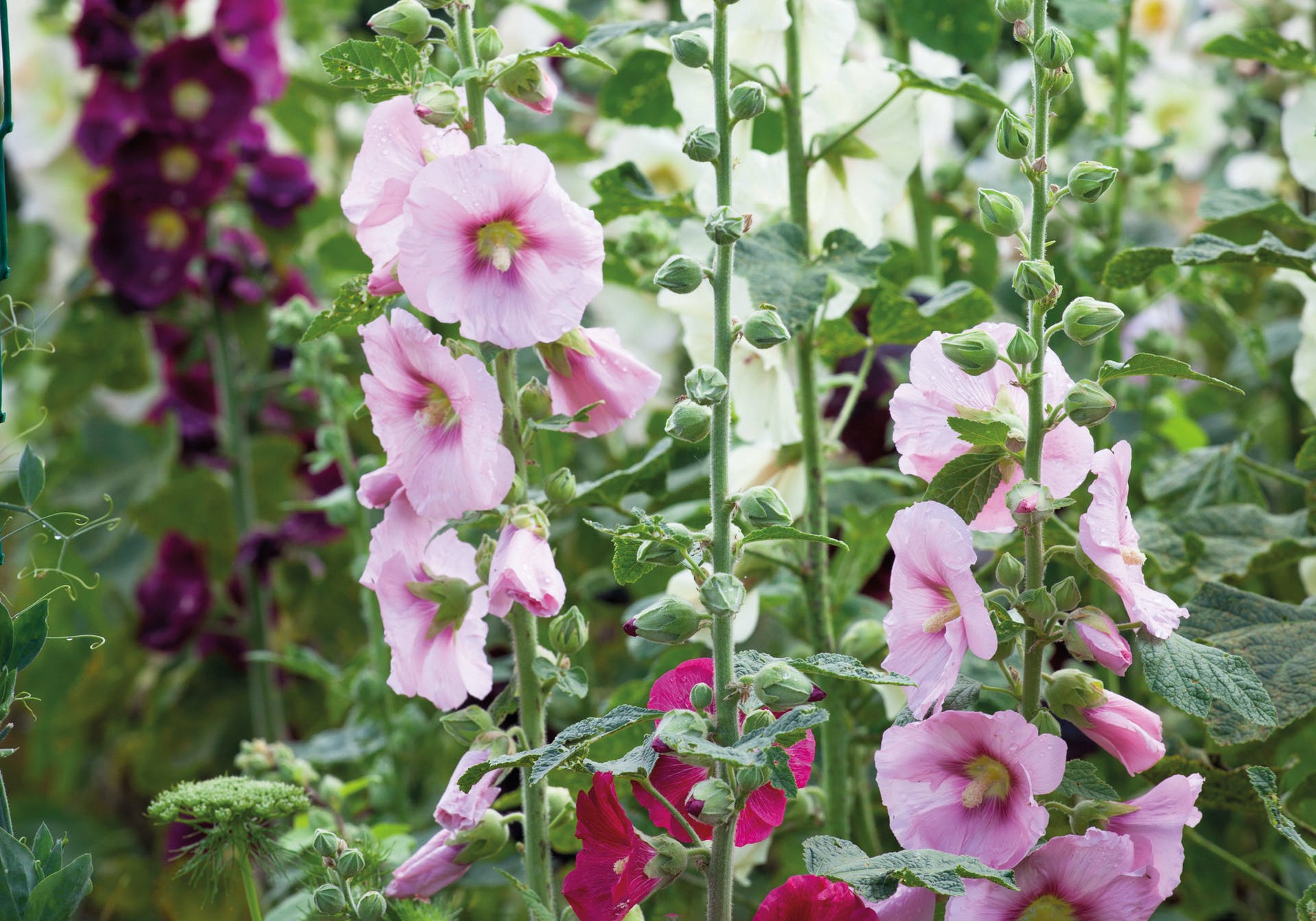 Image of Sweet peas hollyhock companion vegetables