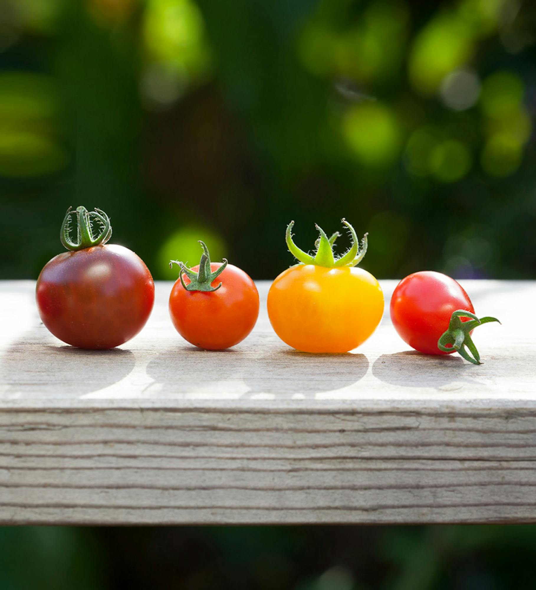 Cherry Tomato Collection