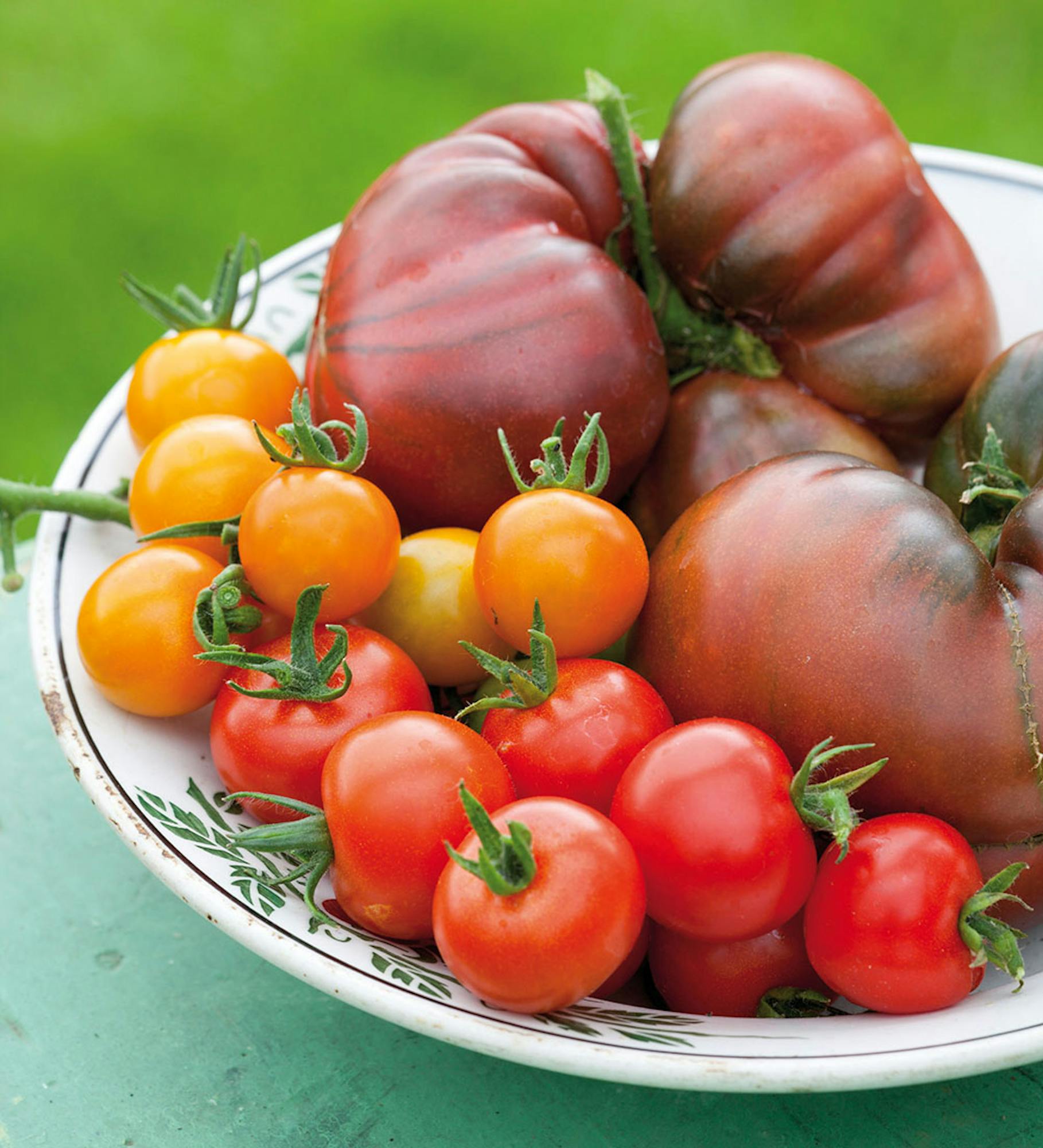 Essential Tomato Seed Collection