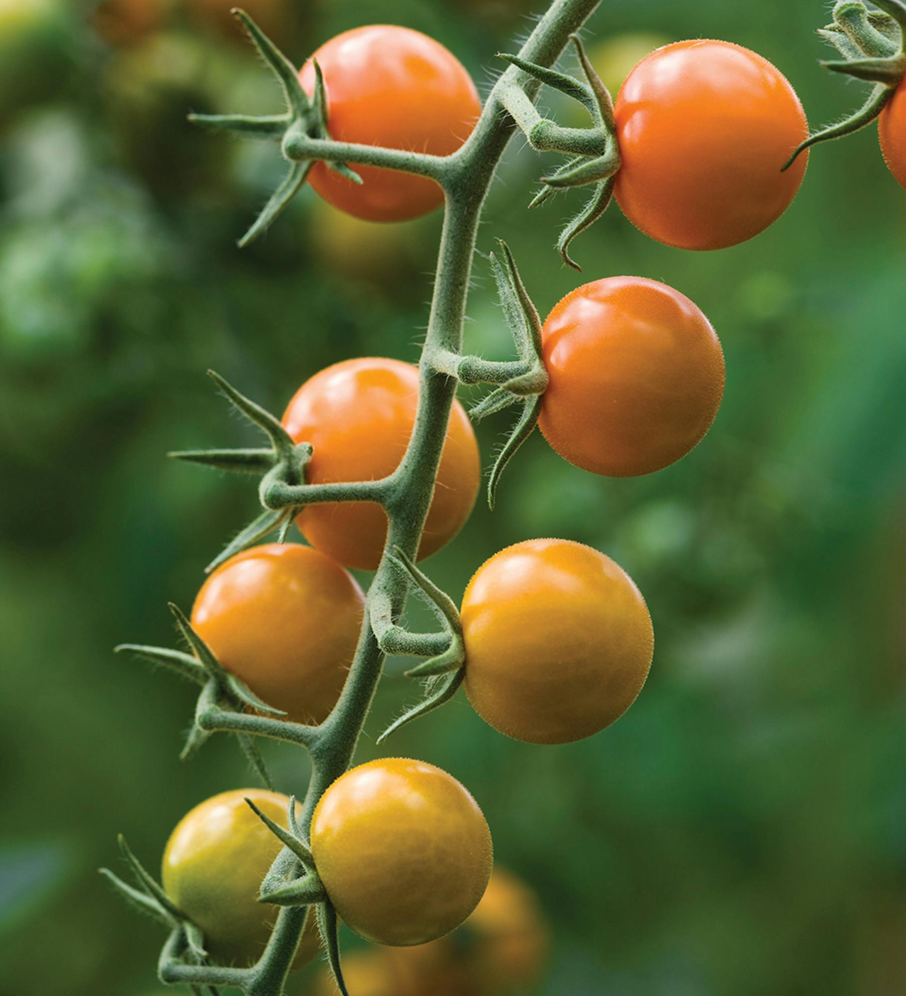 Tomato 'Sungold'