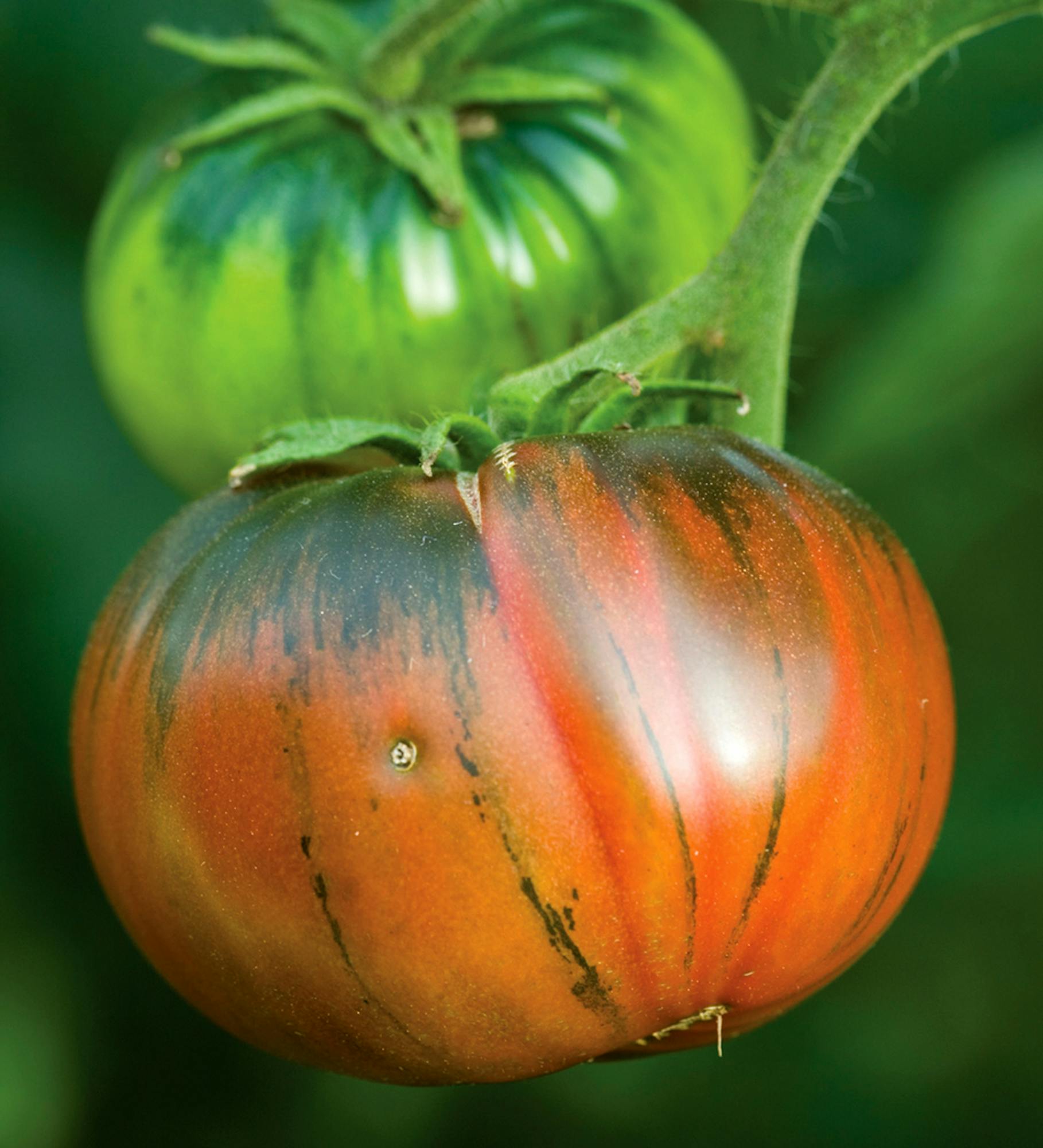 Tomato 'Noire de Crimèe'