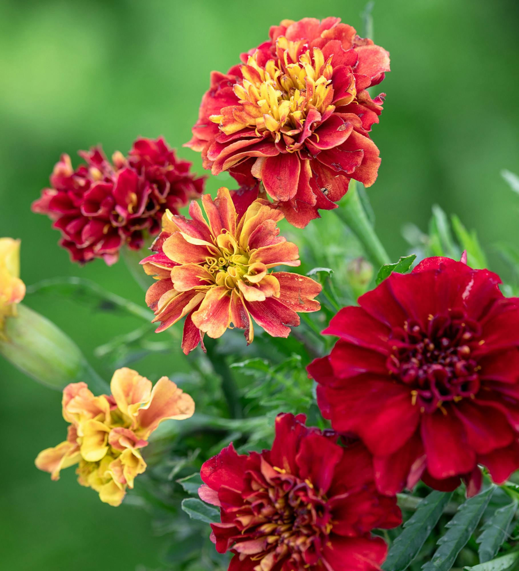 Tagetes patula 'Strawberry Blonde'