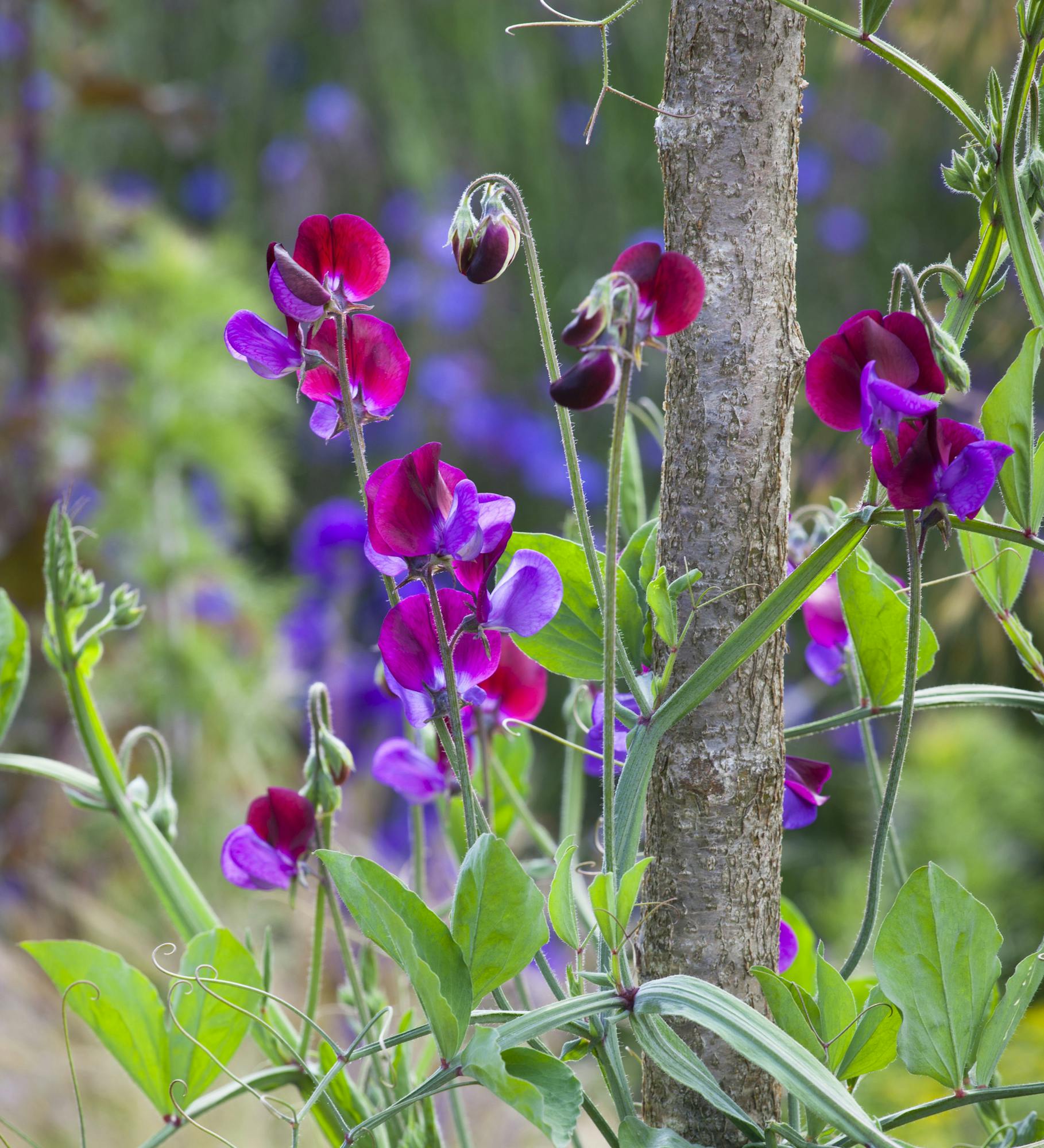 Sweet Pea 'Matucana'