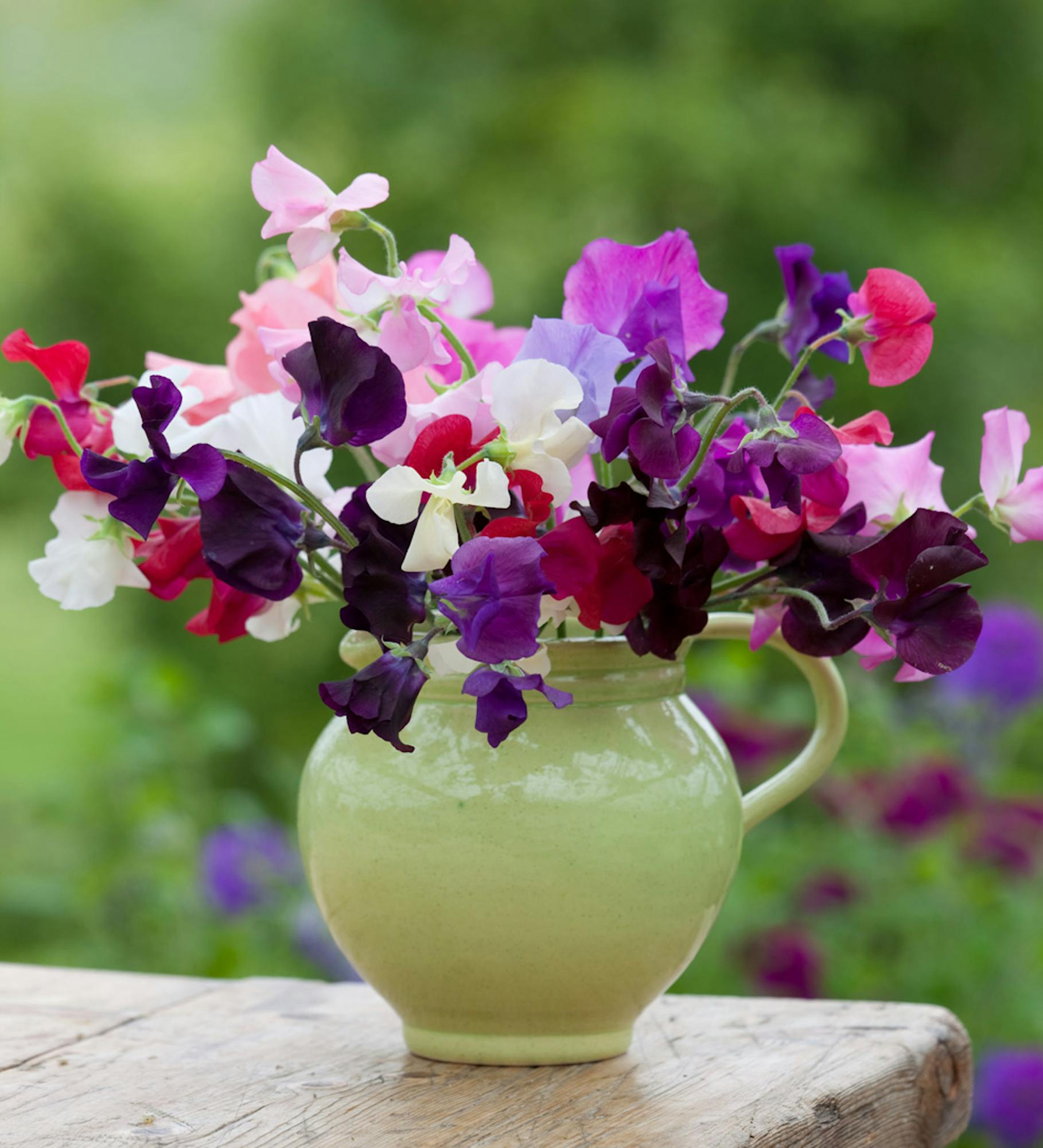 The Ultimate Sweet Pea Collection