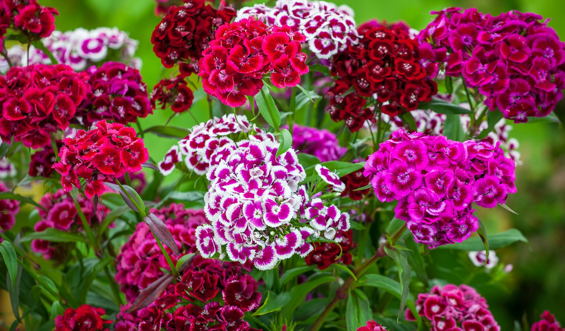 Carnations: Plant Care and Growing Guide