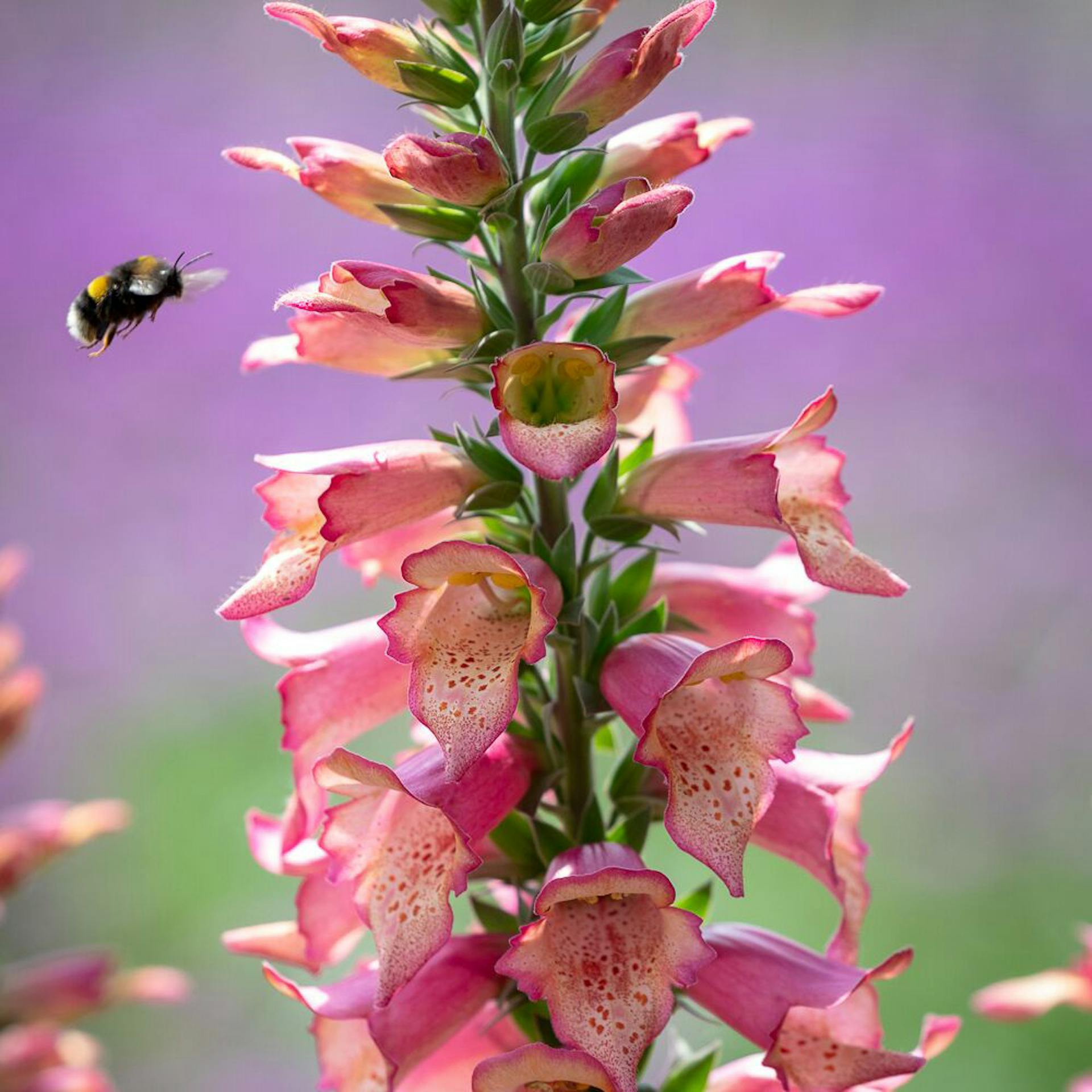 Top 10 plants for pollinators 