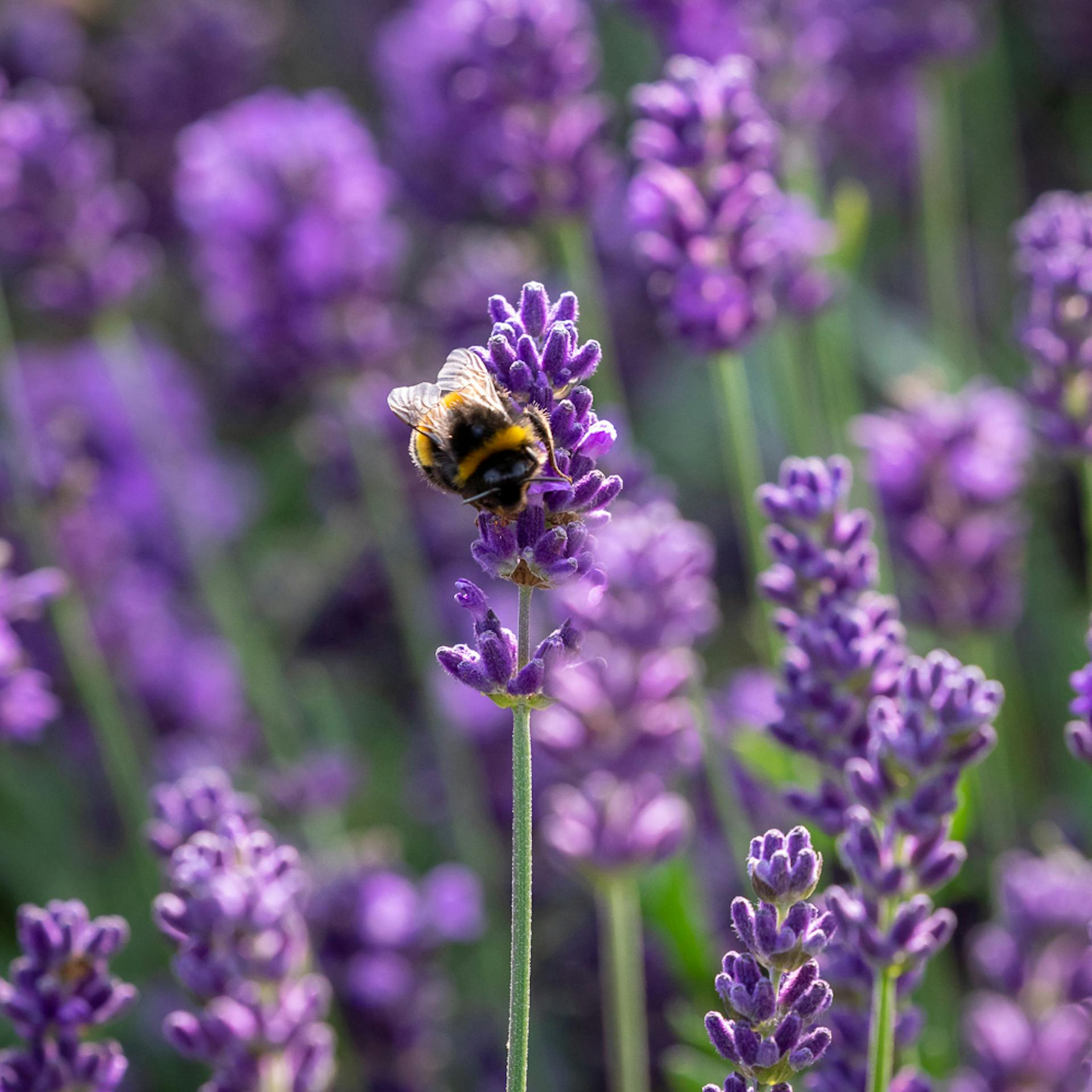 Shop all plants for pollinators