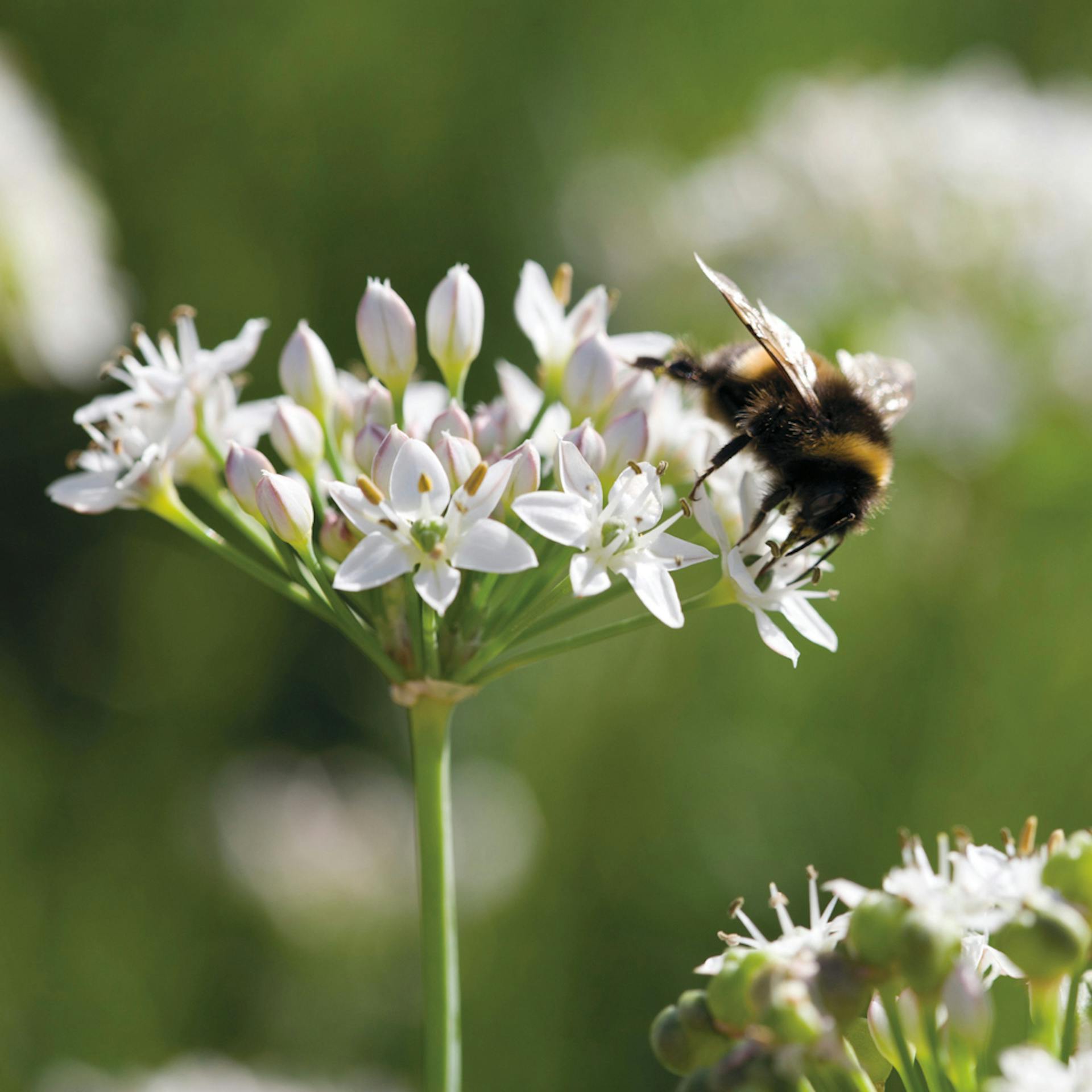 How to grow wild flowers in pots