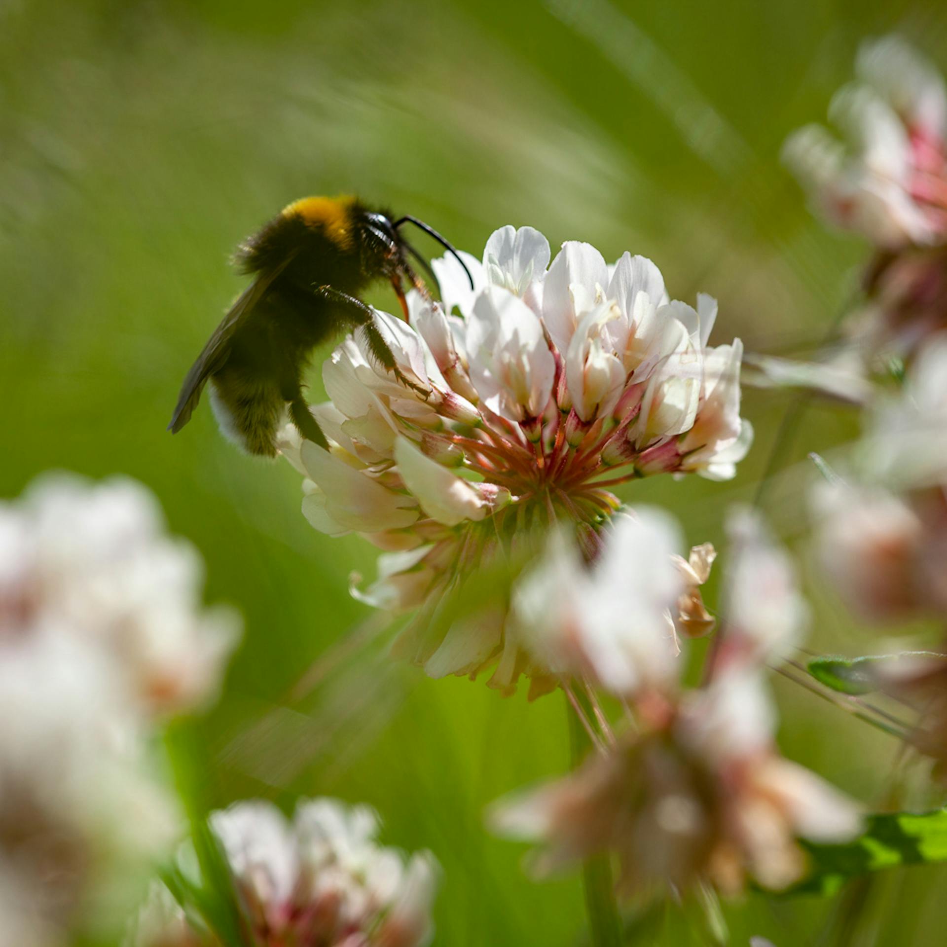 The importance of wild flower meadows