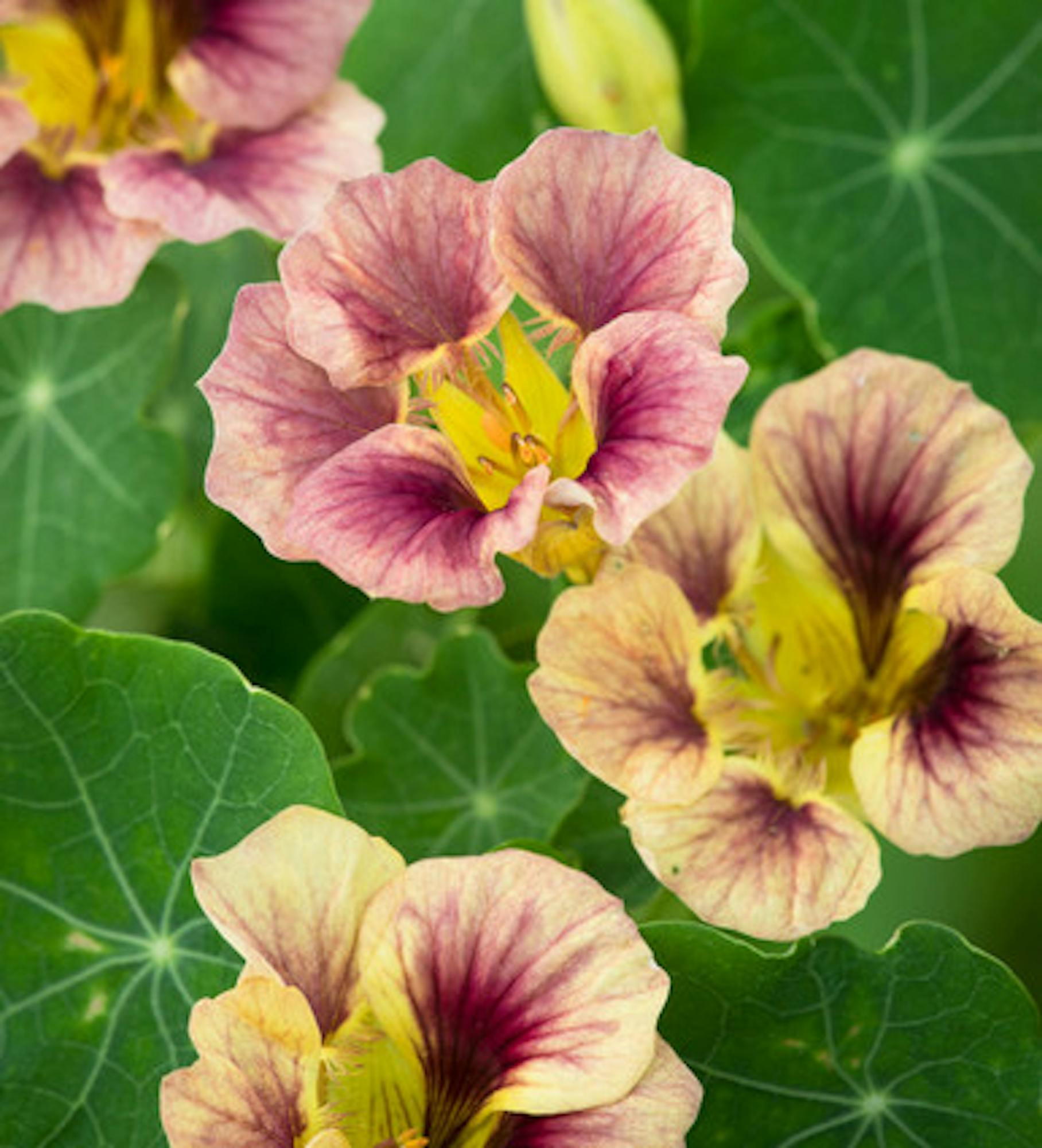 Nasturtium 'Ladybird Rose' (Tropaeolum minus)