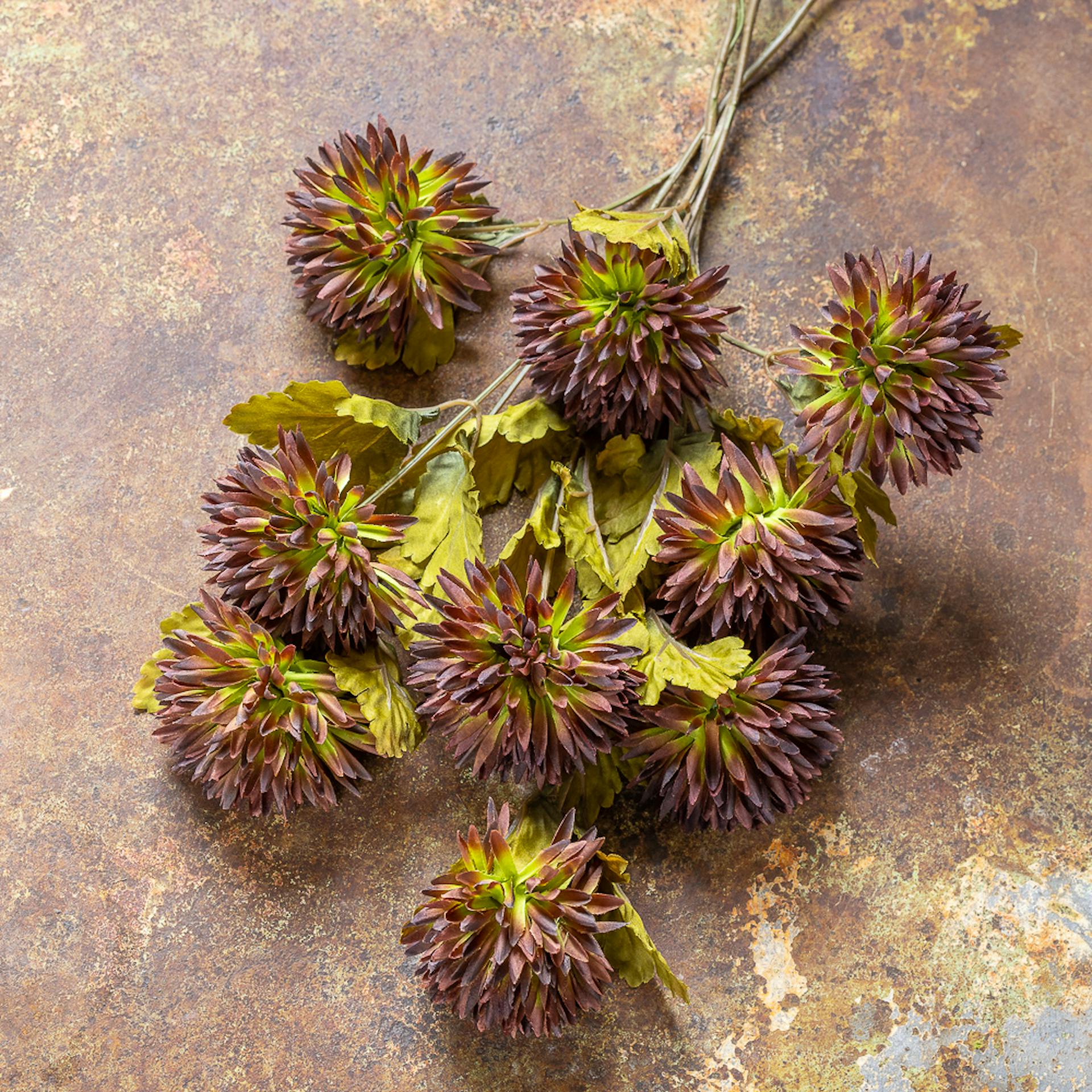 Chrysanthemum Stems