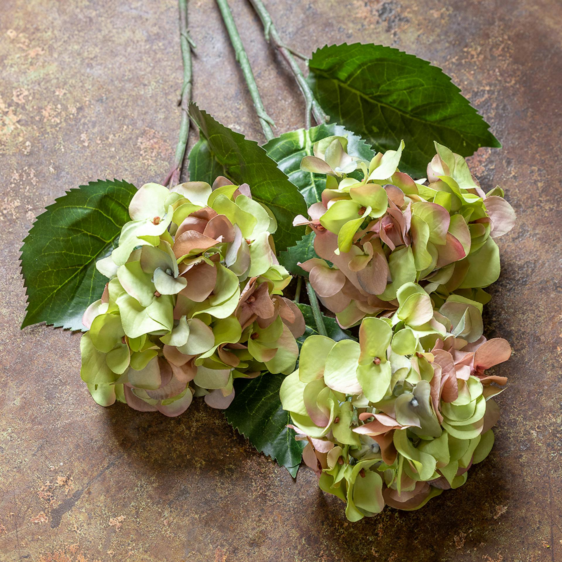 Garden Hydrangea Stems