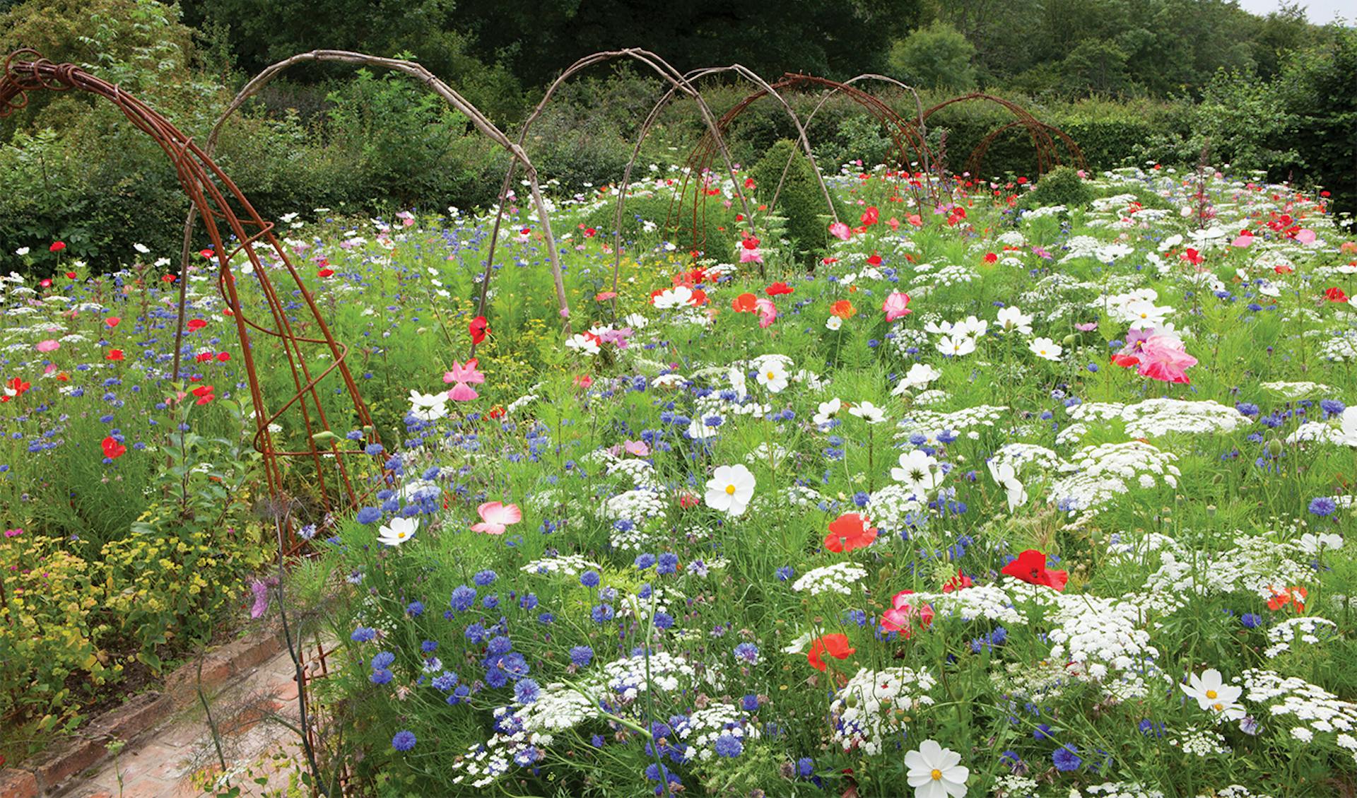 shop wildflowers