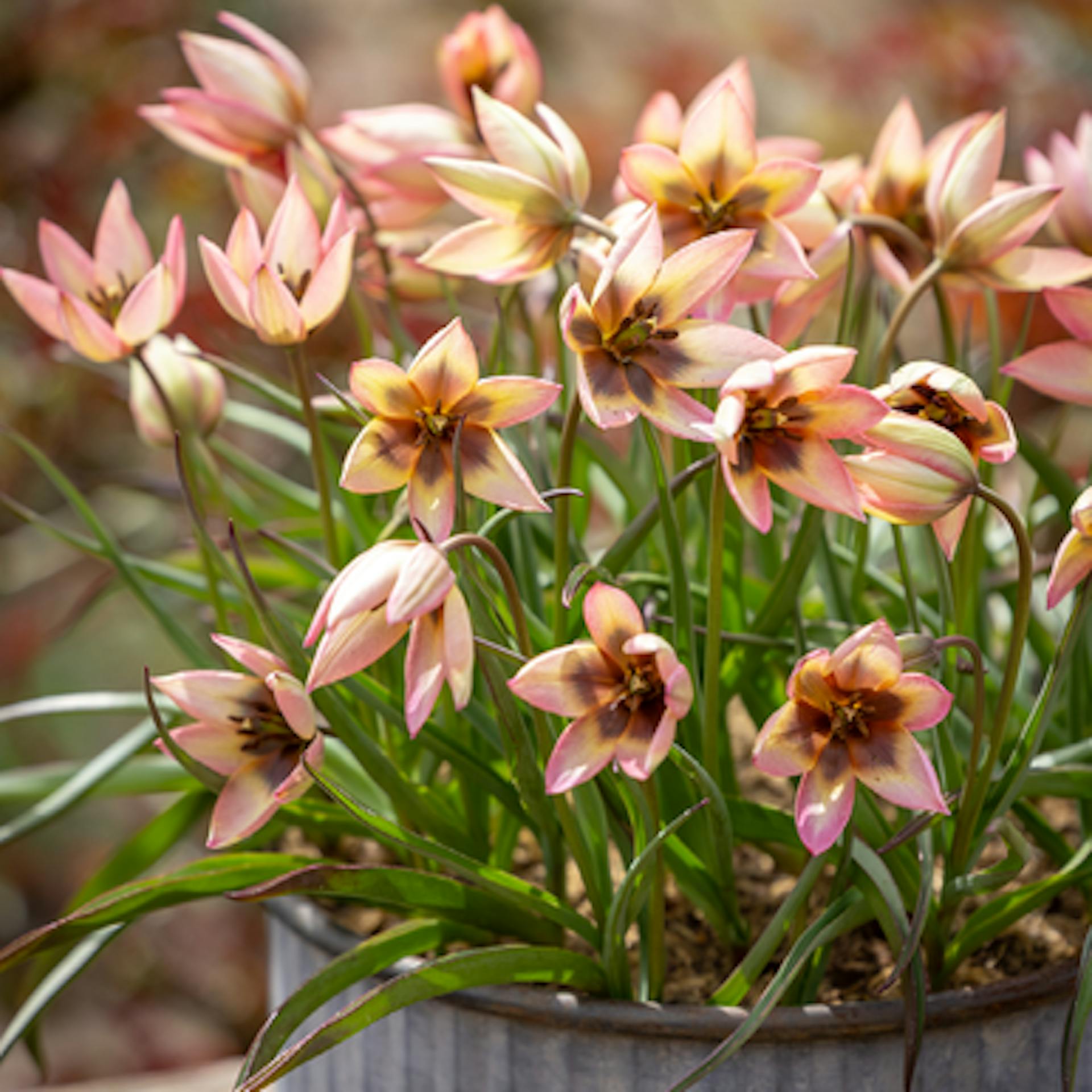 Tulip 'Danique'