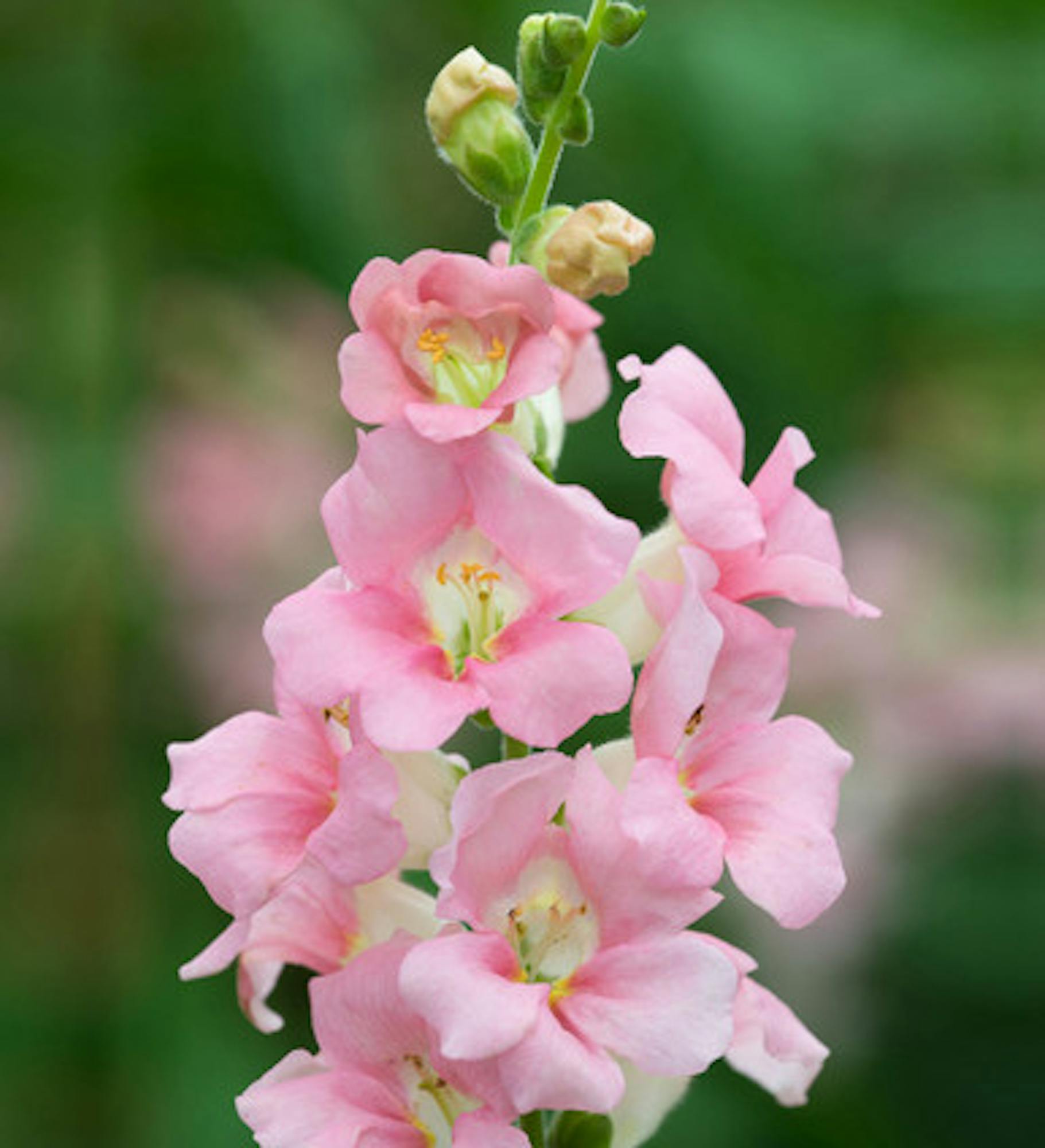 Antirrhinum majus 'Chantilly Light Pink' F1