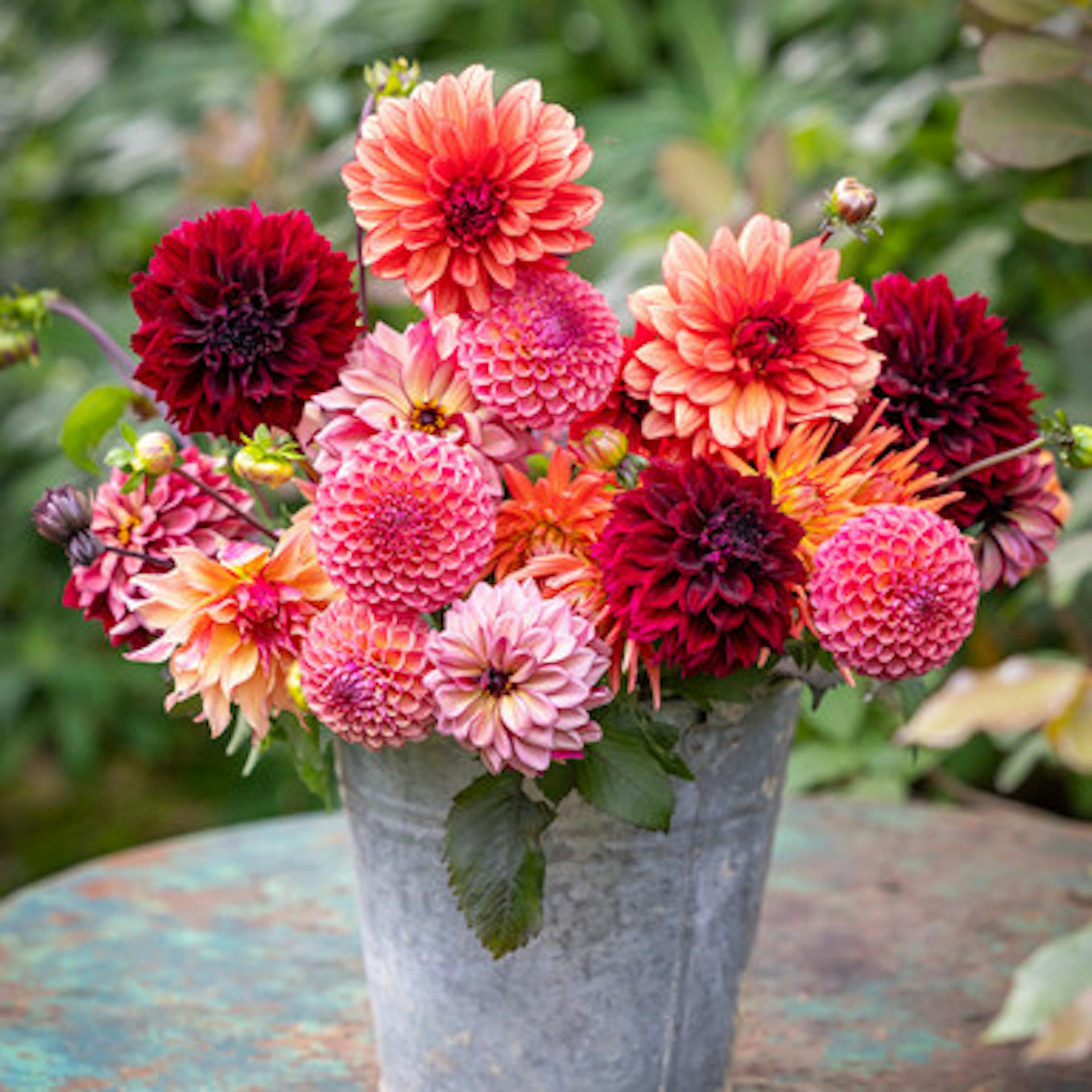 Patrick Grant's Dahlia Collection