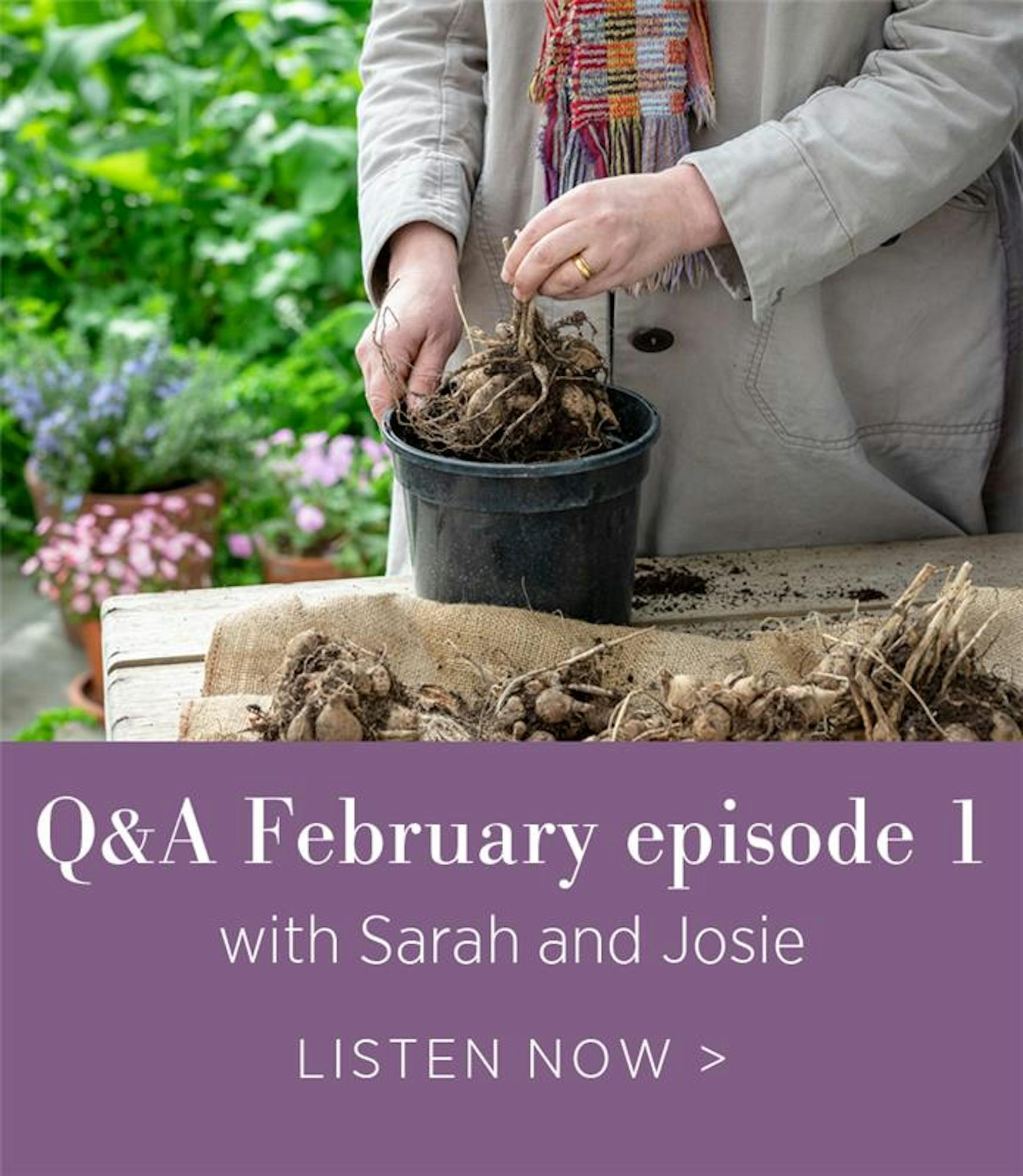 Q&A: When can you move seedlings outside? How do I treat gangly sweet peas? What can we do to combat dahlia gall?