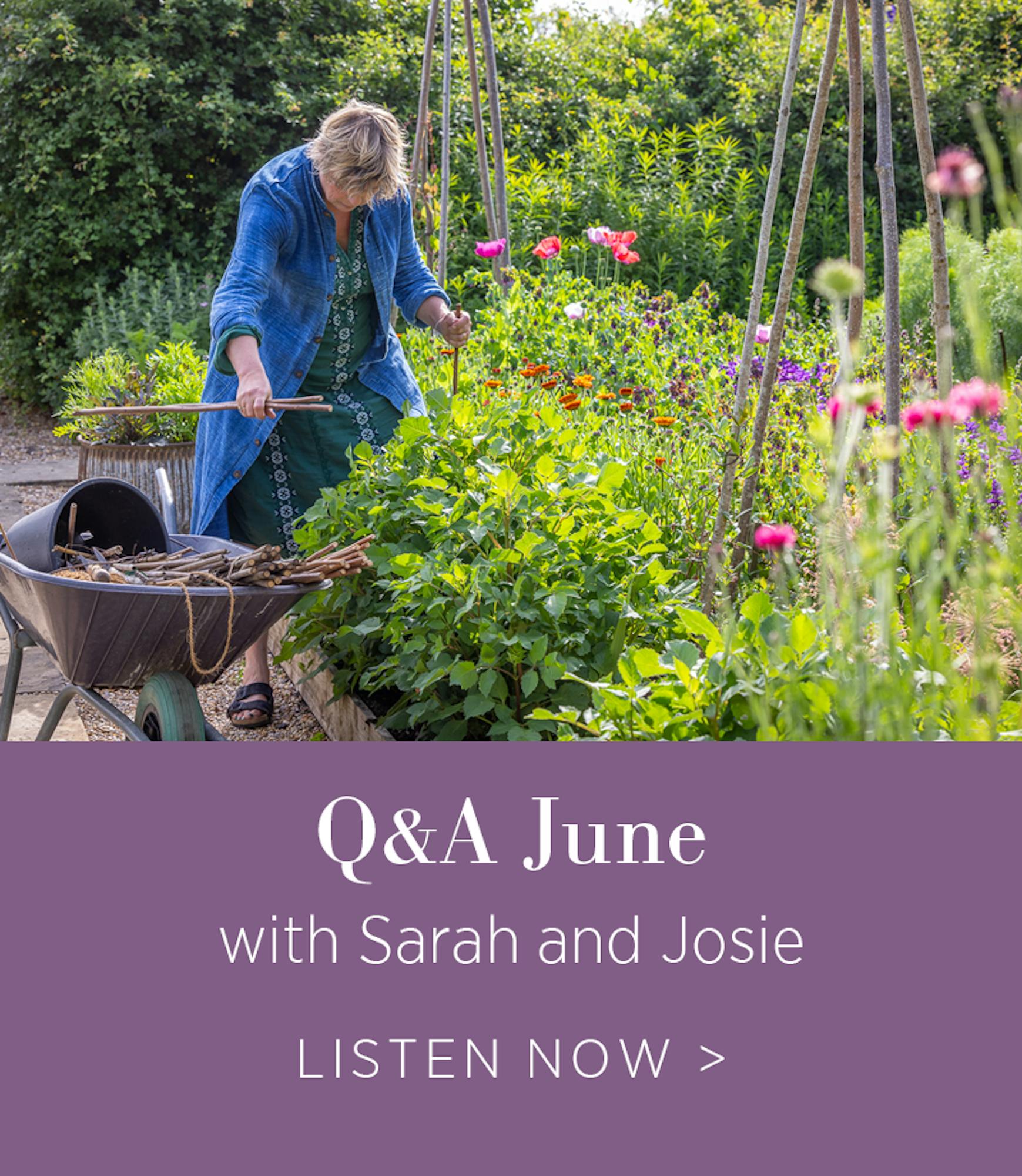 Q&A: How should I best maintain roses through June? What are you harvesting to eat right now? How do you maintain plants at this time of year?