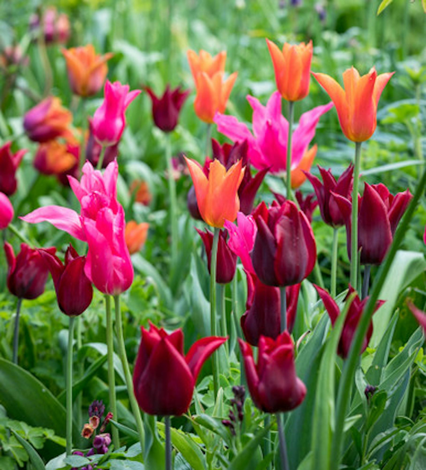Bold and Brilliant Tulip Collection
